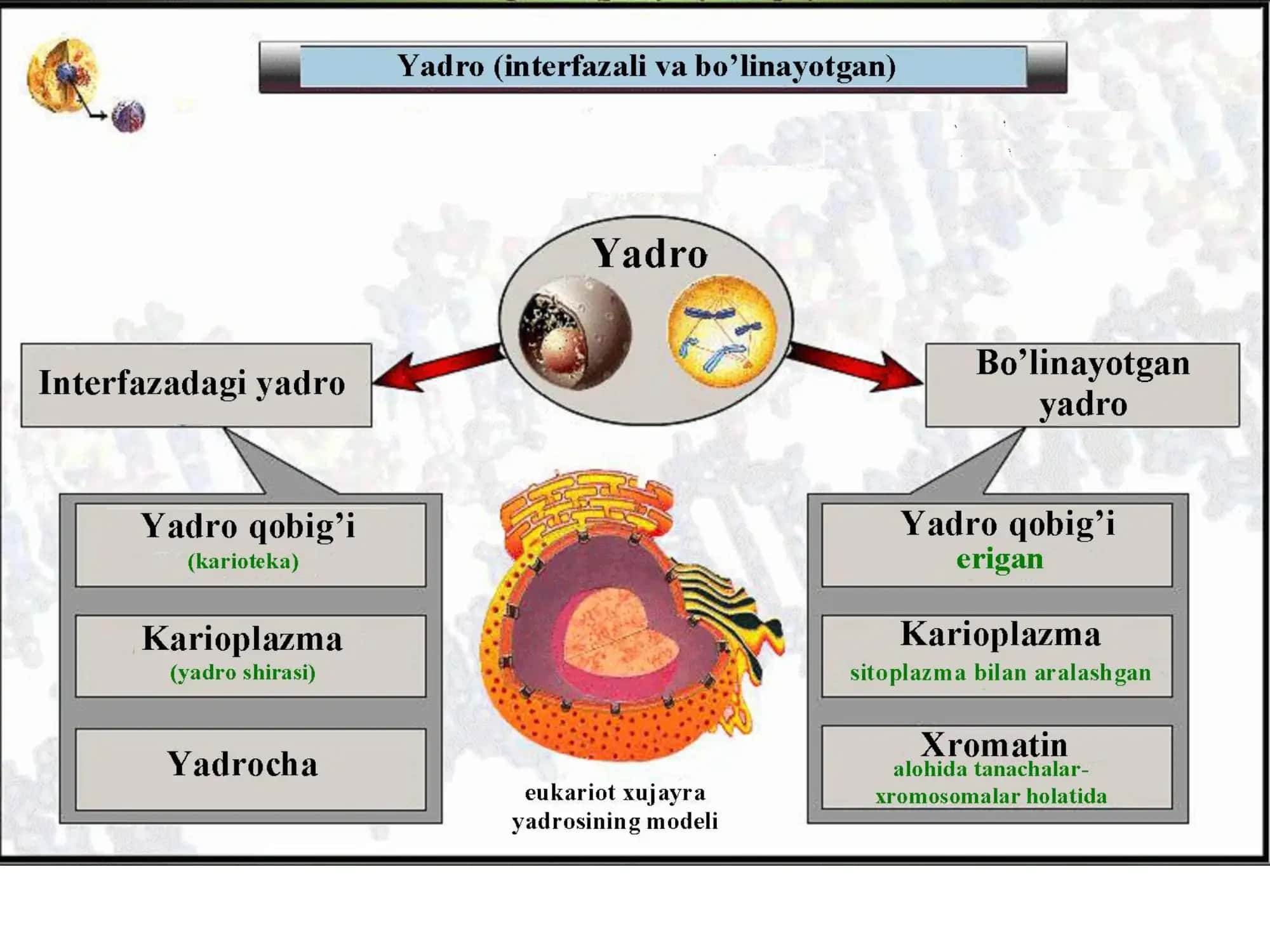 Hujayra yadrosi 2
