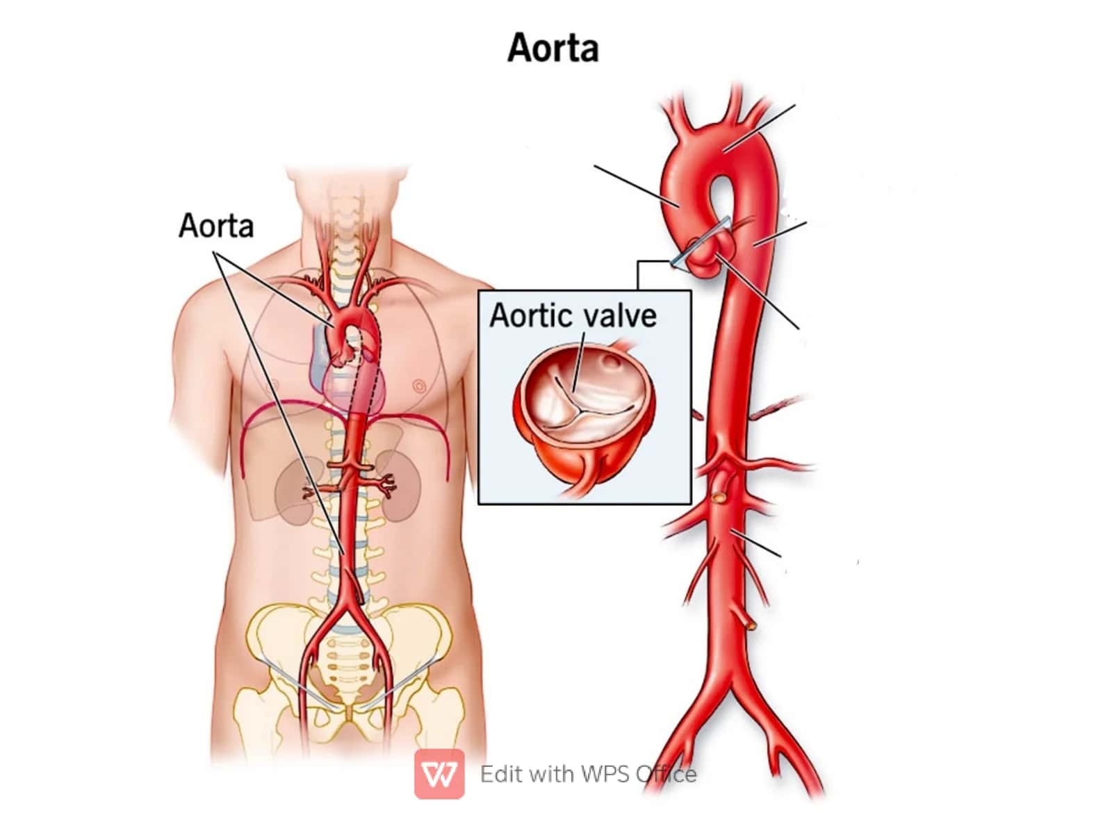 Aoa va uning tarmoqlari. Klinik ahamiyati 2