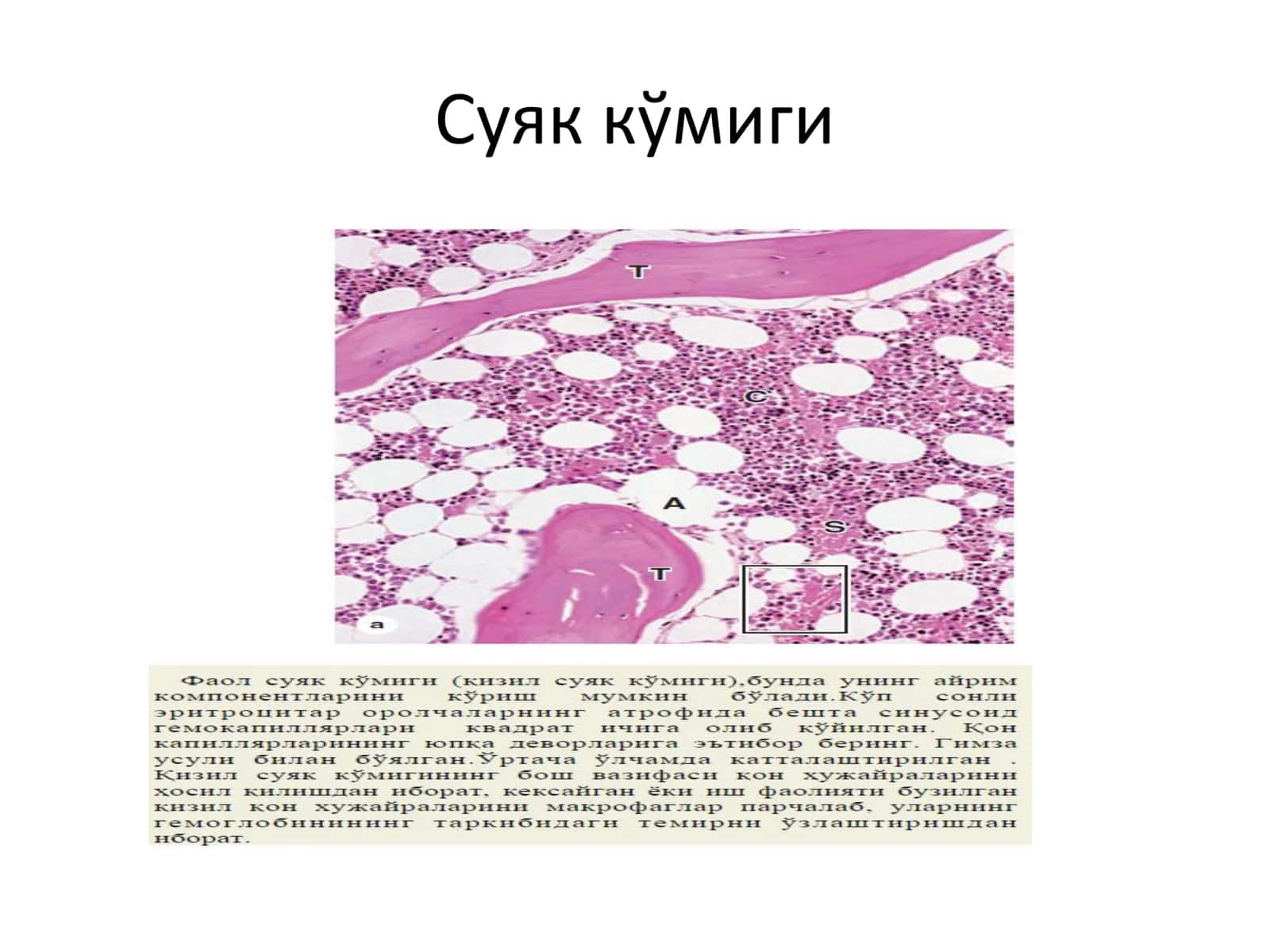 Марказий қон яратувчи аъзолар 2