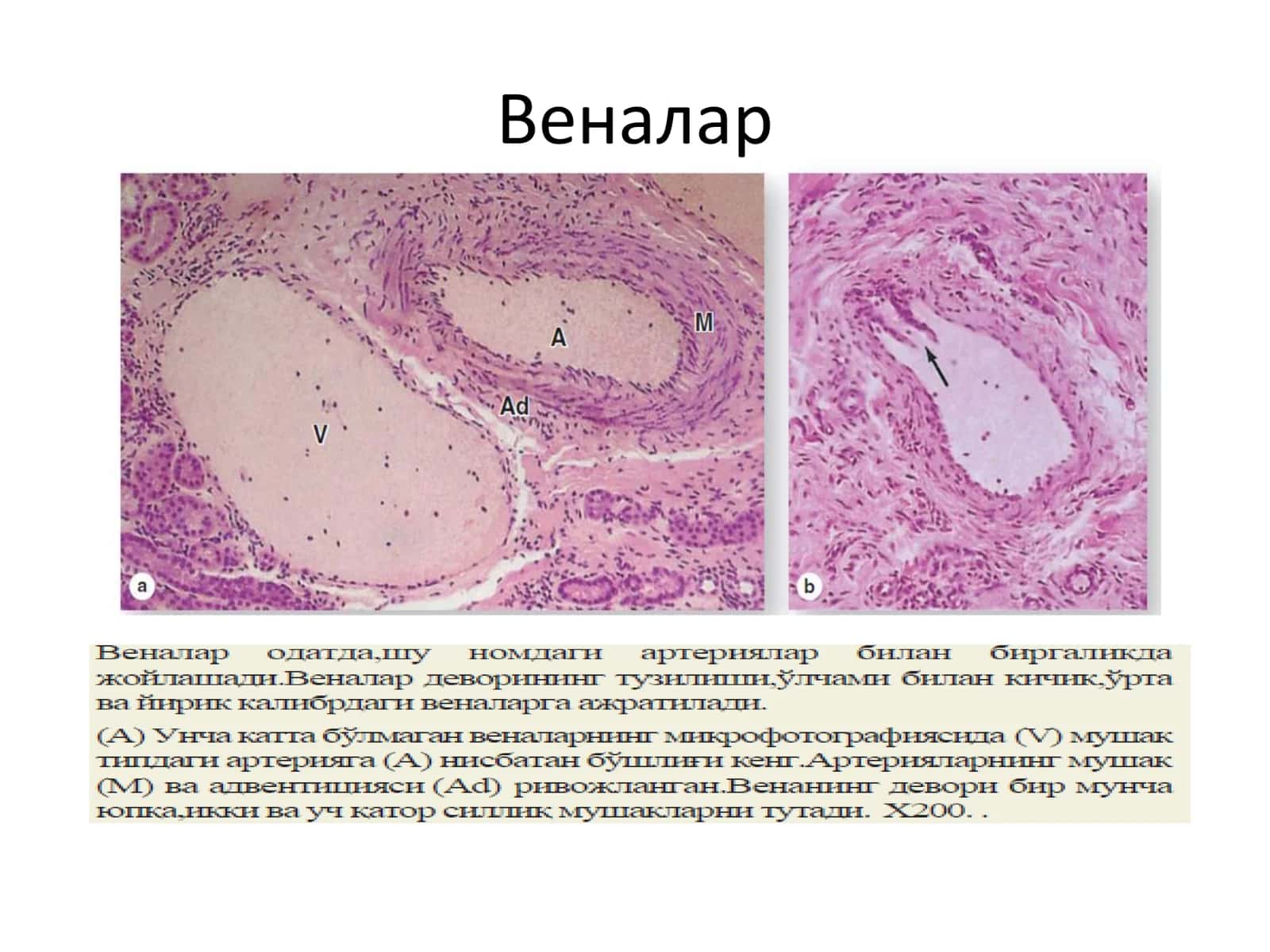Юрак, вена ва лимфа томирлари 2