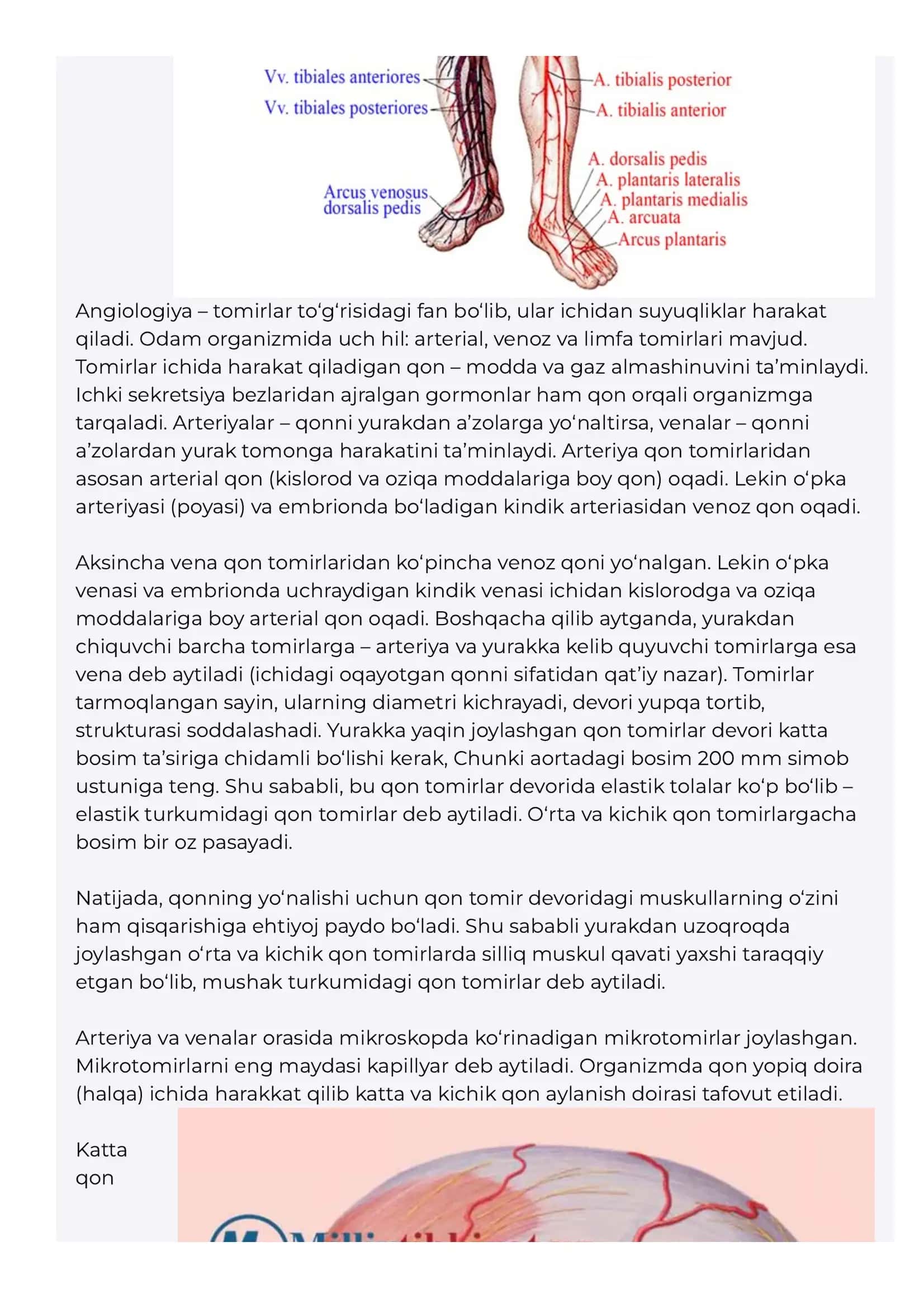 Angiologiya – qon tomirlar haqidagi fan Arteriyalarning tarmoqlanish qonuniyatlari 2