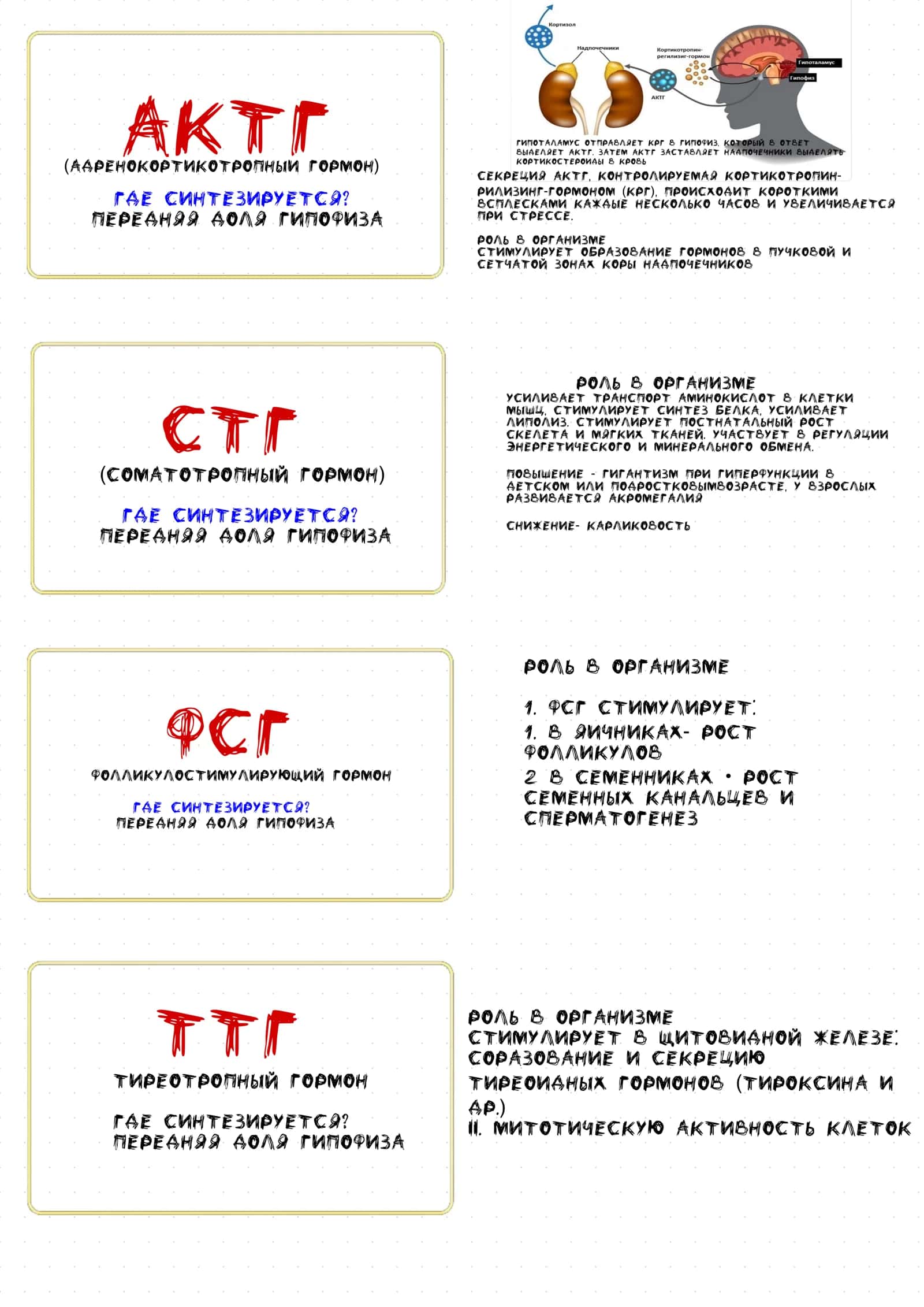 Гормоны 2