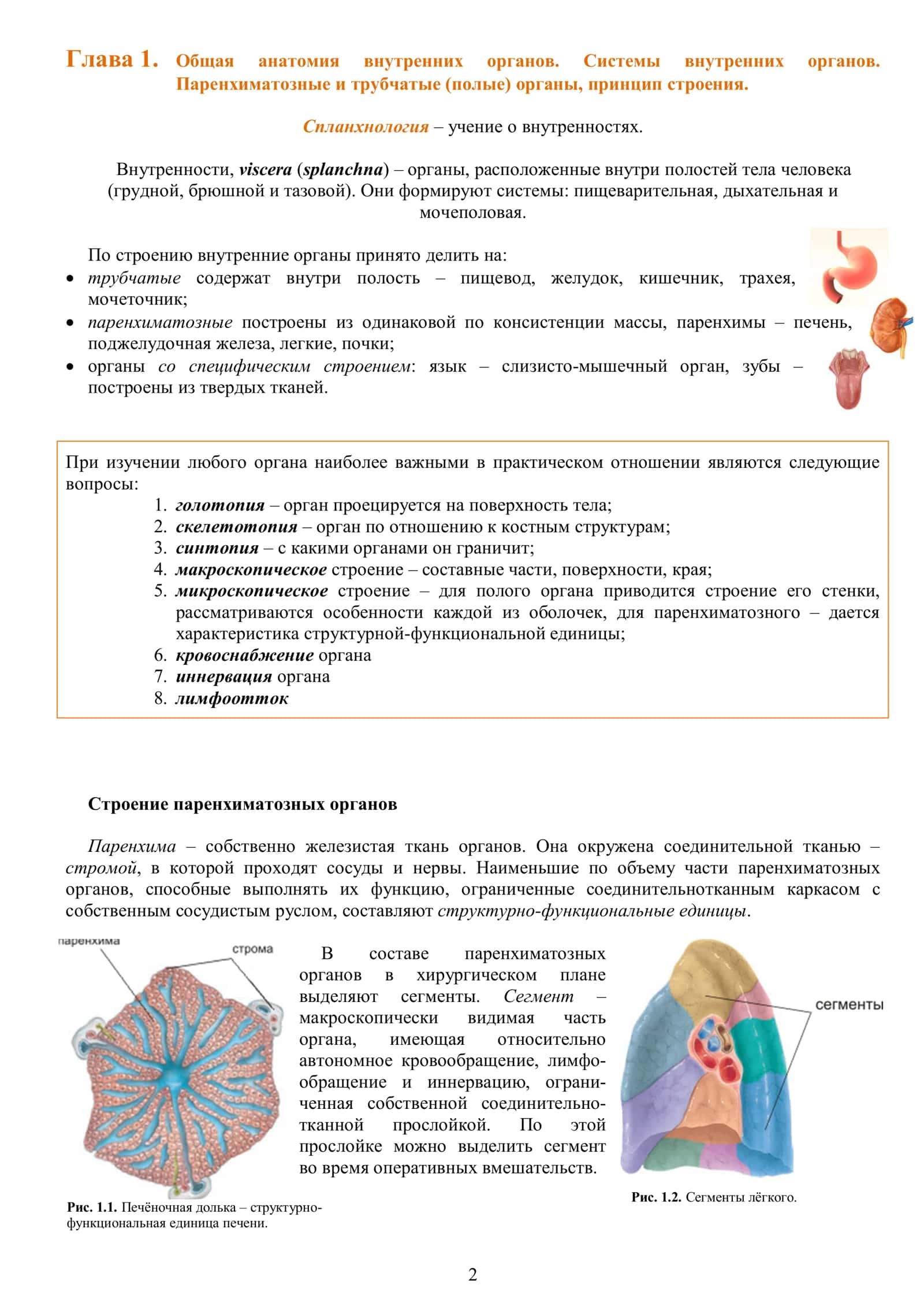 Общая анатомия внутренних органов. Системы внутренних органов 1 2