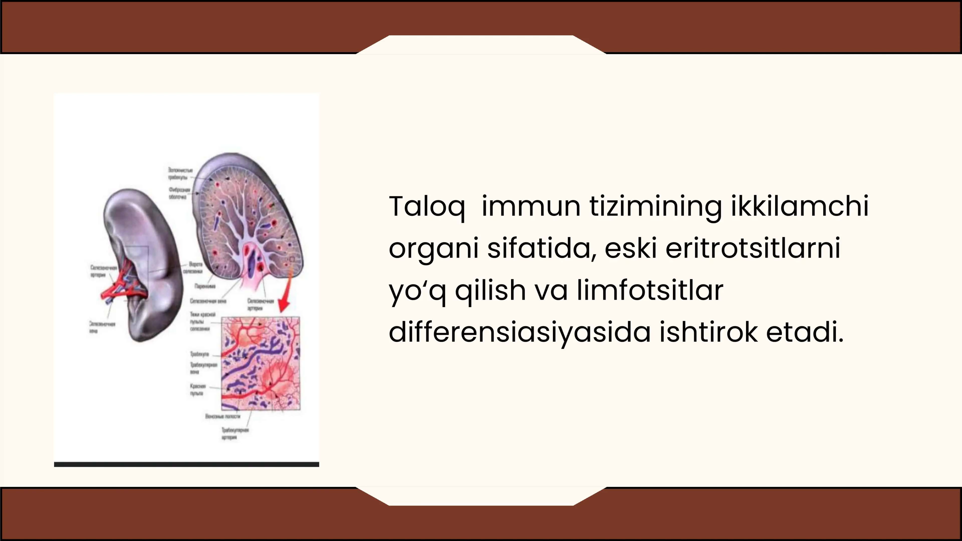 TALOQNING TUZILISHI.IMMUNOMORFOLOGIYA 2