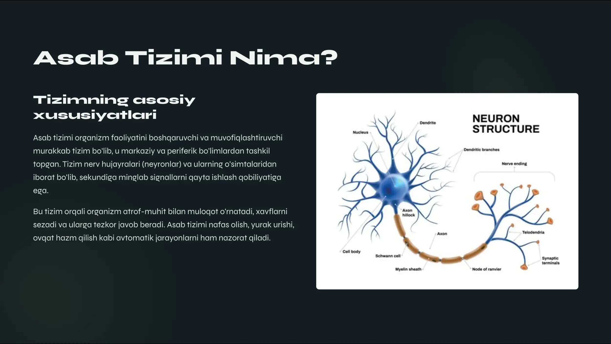 Asab tizimi xossalari 2