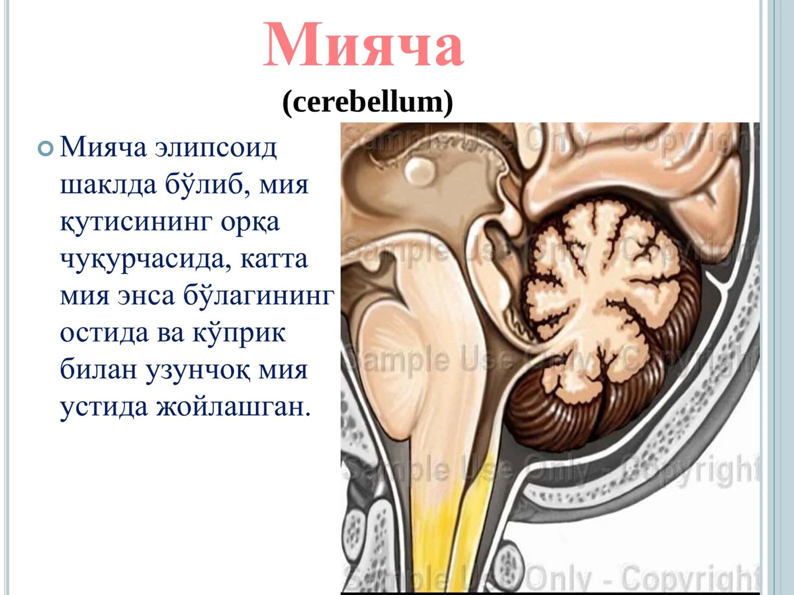 Мияча анатомияси, Miyacha anatomiyasi 2
