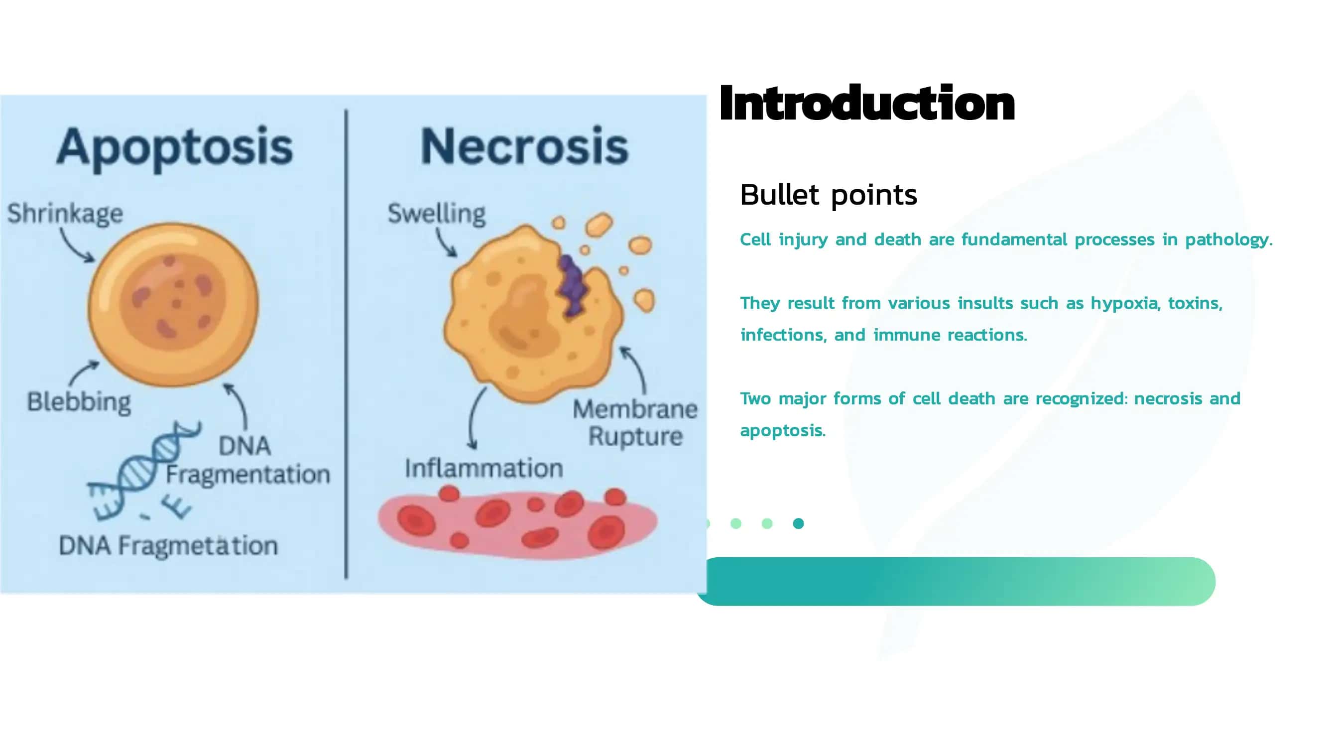 Independent Work on Pathological Anatomy 2