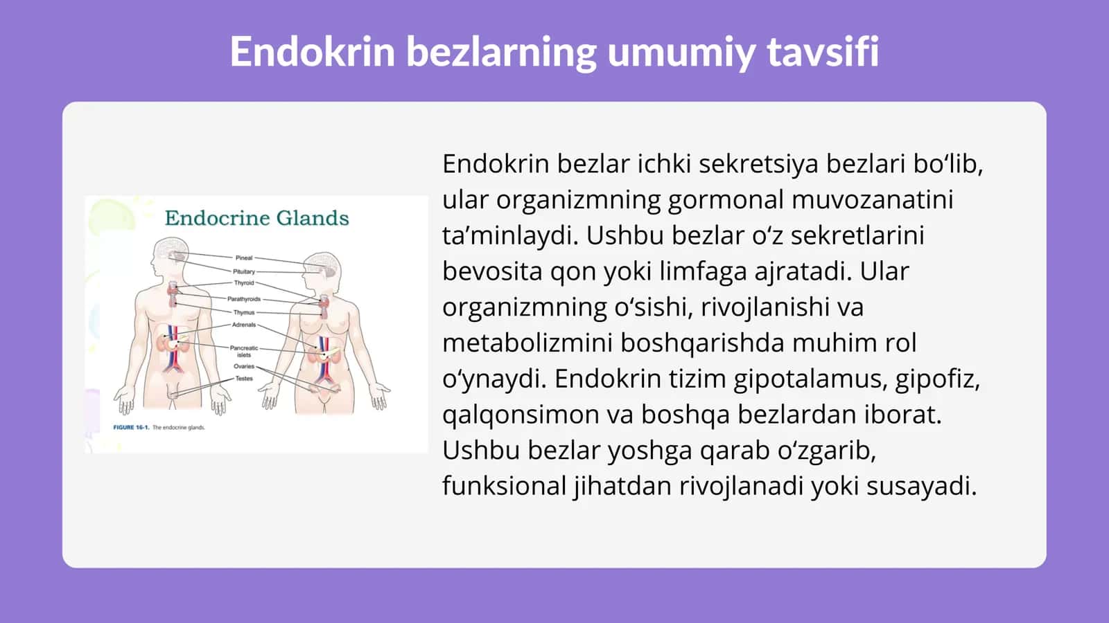 ENDOKRIN BEZLAR. GIPOFIZ. EPIFIZ. JINSIY BEZLARNING ENDOKRIN QISMLARI 2