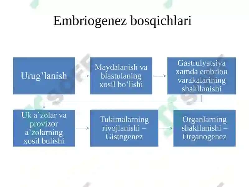 Ontogenezning embrional davri 2