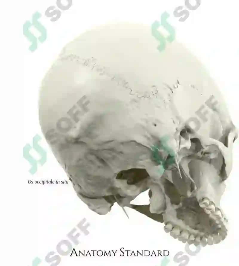 Kalla skeleti 2