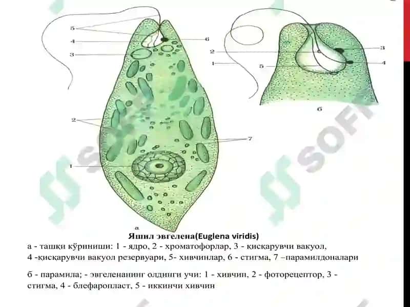 Leyshmaniyalar avlodi (Leishmania) 2