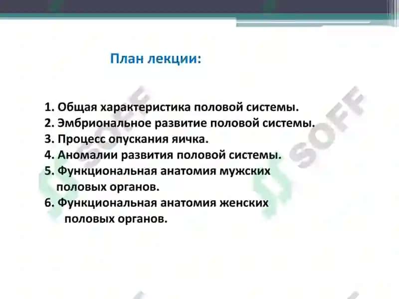 Функциональная анатомия половой системы 2