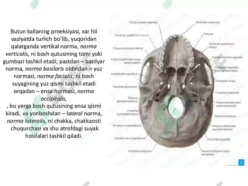 Butun kalla suyagi chuqurlari bo‘shliq va kanallari 2