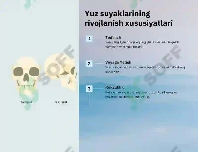 Yuz suyaklarining yoshga va jinsga nisbatan farqlari 2