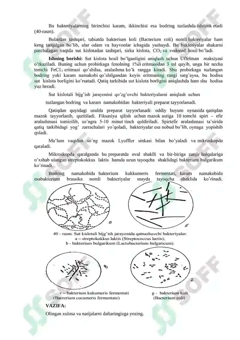 Sut kislotali bijg’ish bu jarayonni amalga oshiruvchi 
mikroorganizmlar tahlili. 2