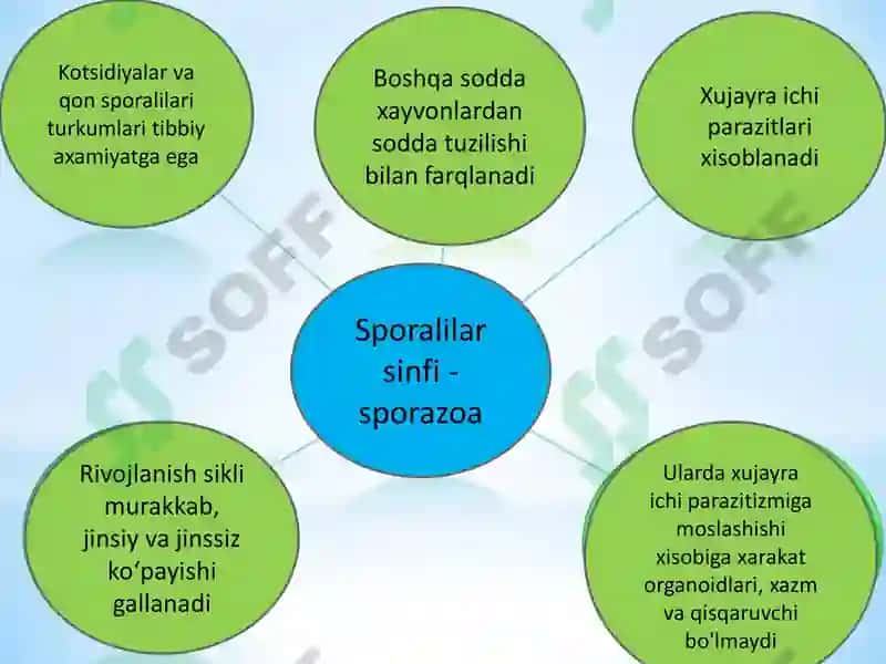 SPORALILAR – ODAM PARAZITLARI. BEZGAK QOʻZGʻATUVCHILARI VA TOKSOPLAZMA 2