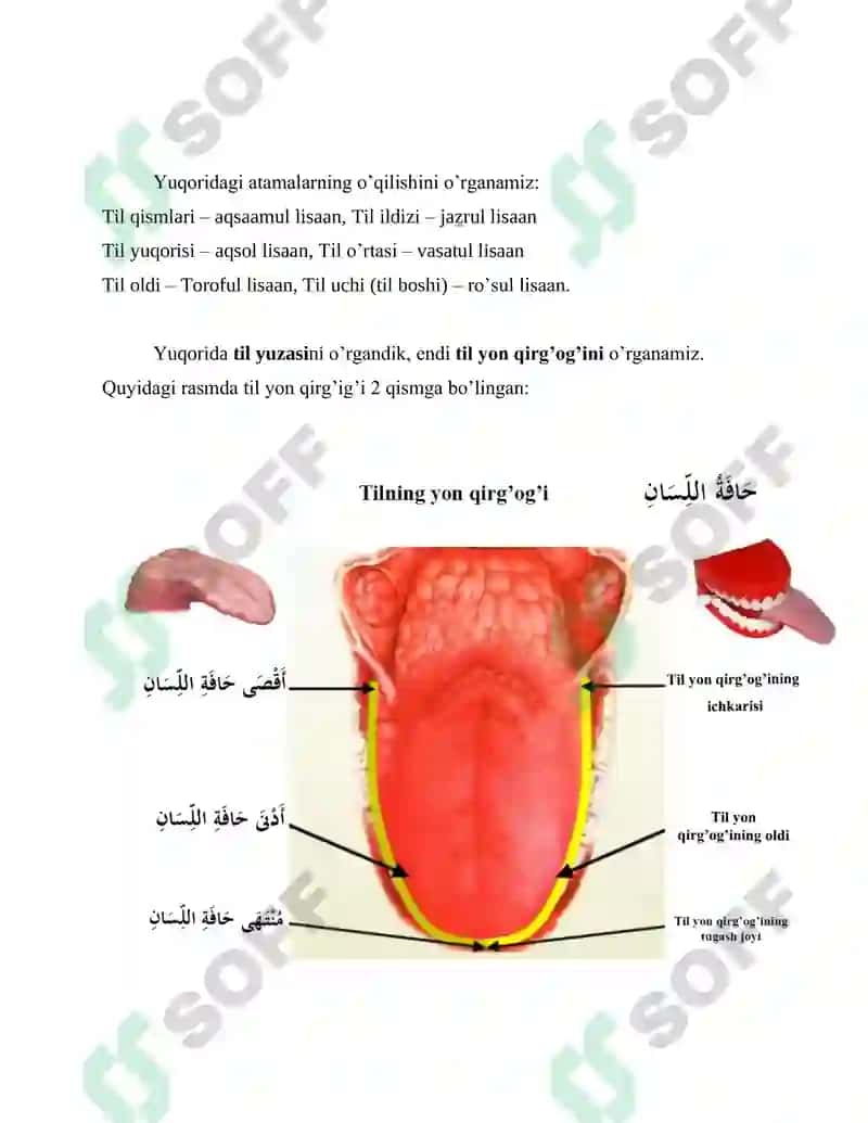 TIL – ASOSIY NUTQ A’ZOSI 2