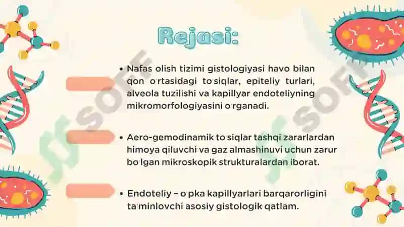 Nafas olish tizimi aero-gemodinamik to’siqlar endoteliy hujayralari ahamiyati 2