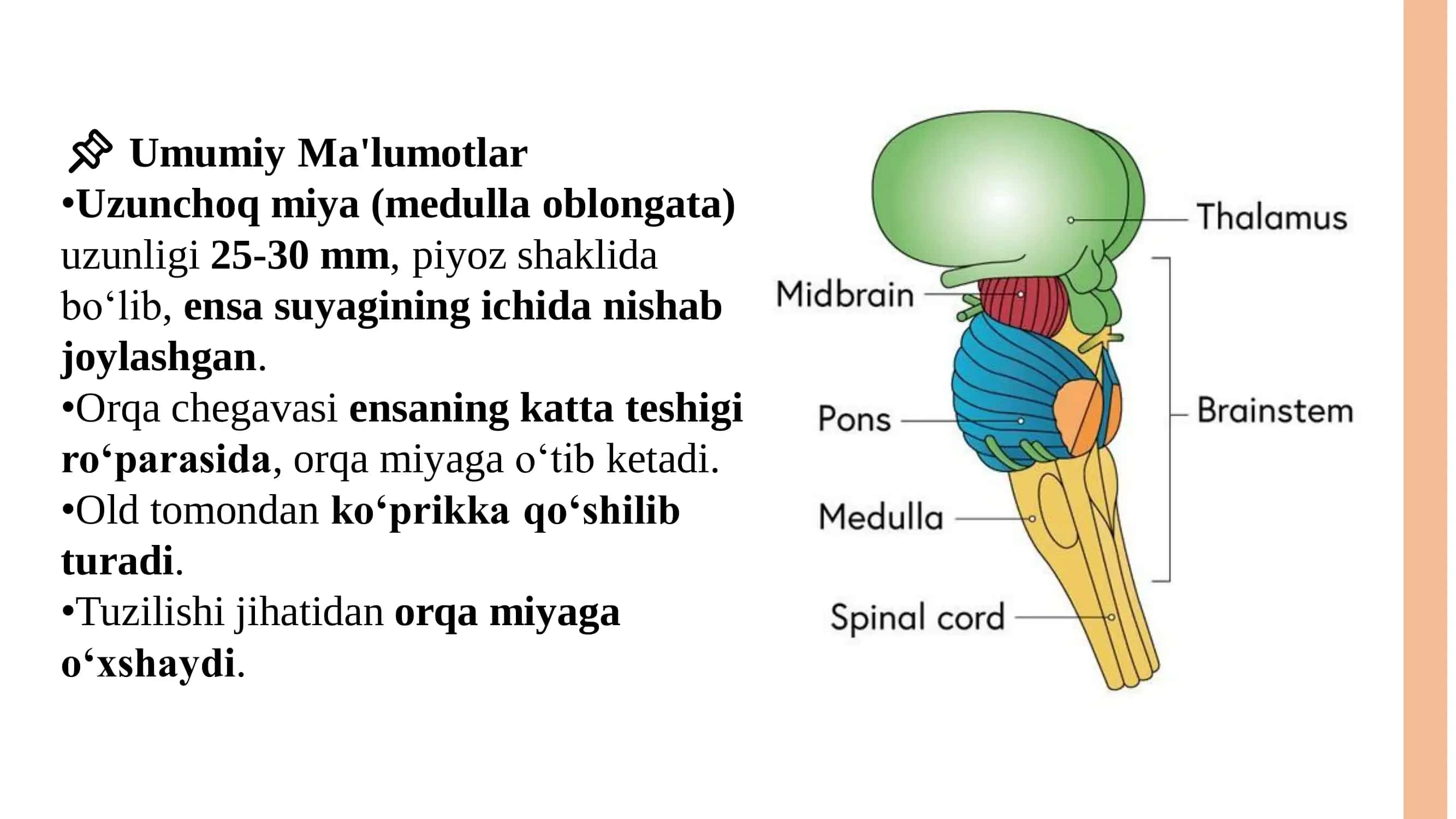 Uzunchoq Miya (Medulla Oblongata) Tuzilishi va Funksiyalari 2