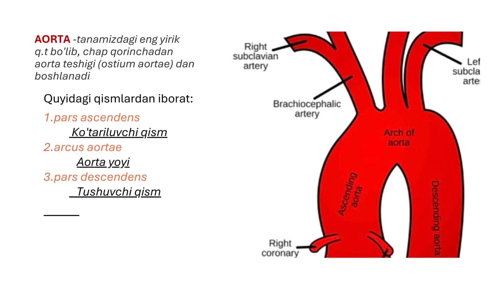 Aorta, Aorta ravogʻi anatomiyasi 2