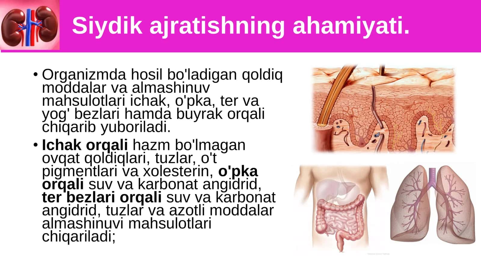 8-Sinf Biologiya: “Siydik Ayirish Organlarining Tuzilishi” Taqdimot 2