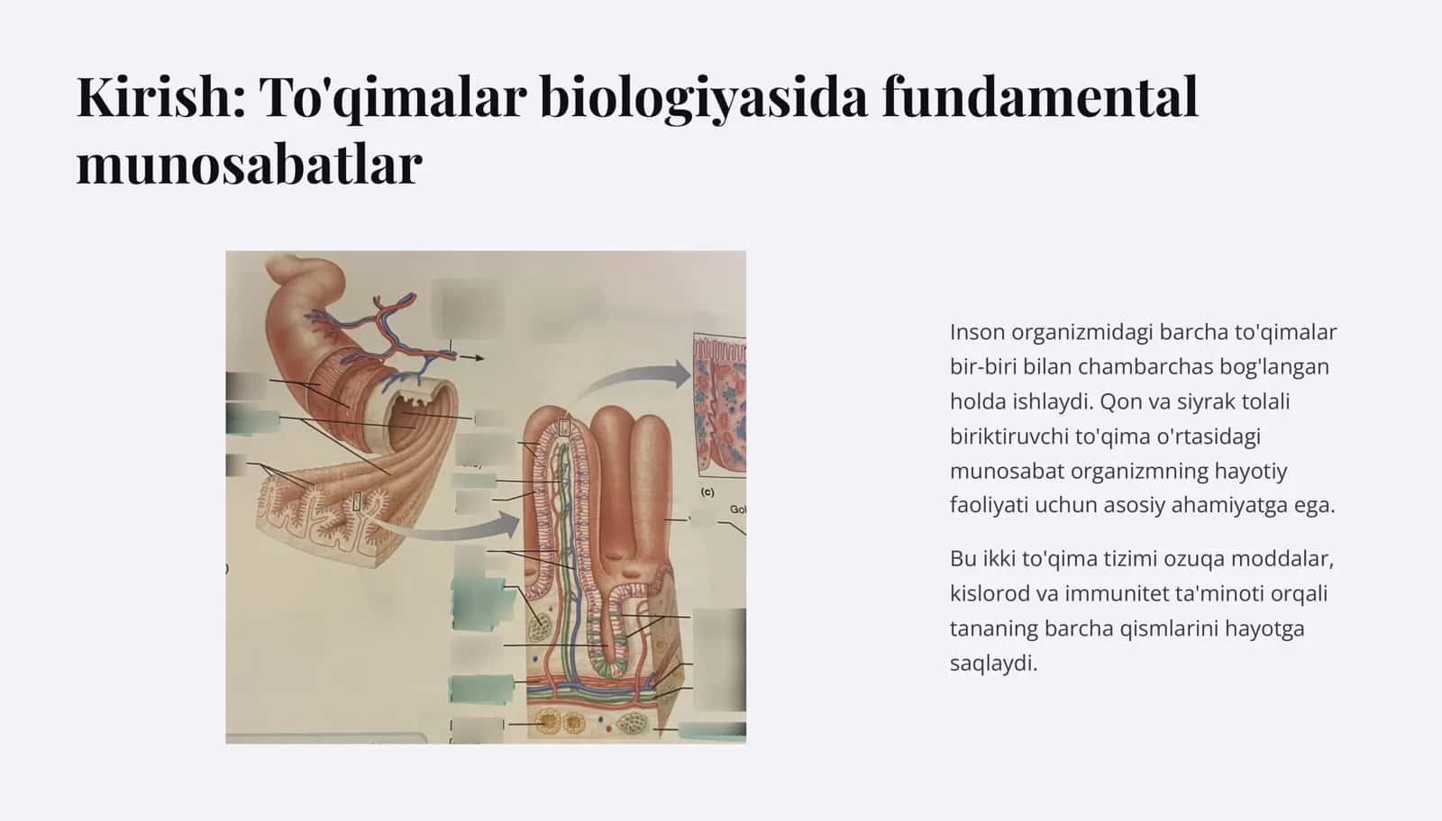Qon va siyrak tolali biriktiruvchi To'qimalarning o'zaro munosabati 2