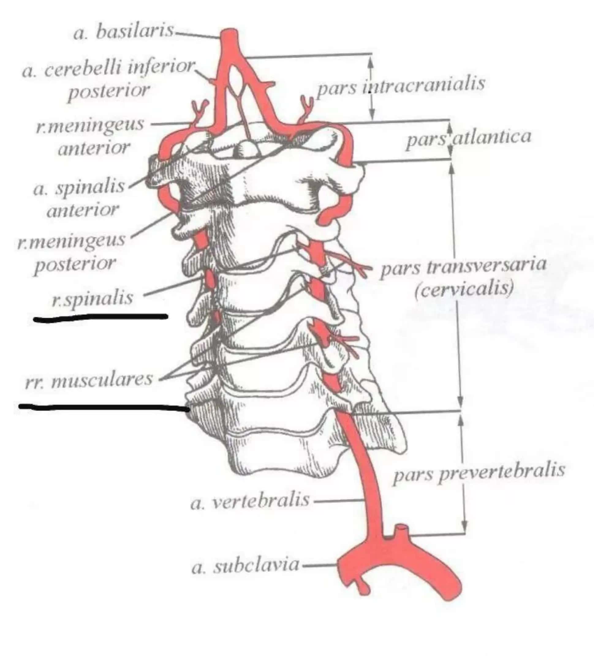 O‘mrov osti, qo‘ltiq osti va qo‘l arteriyalari 2