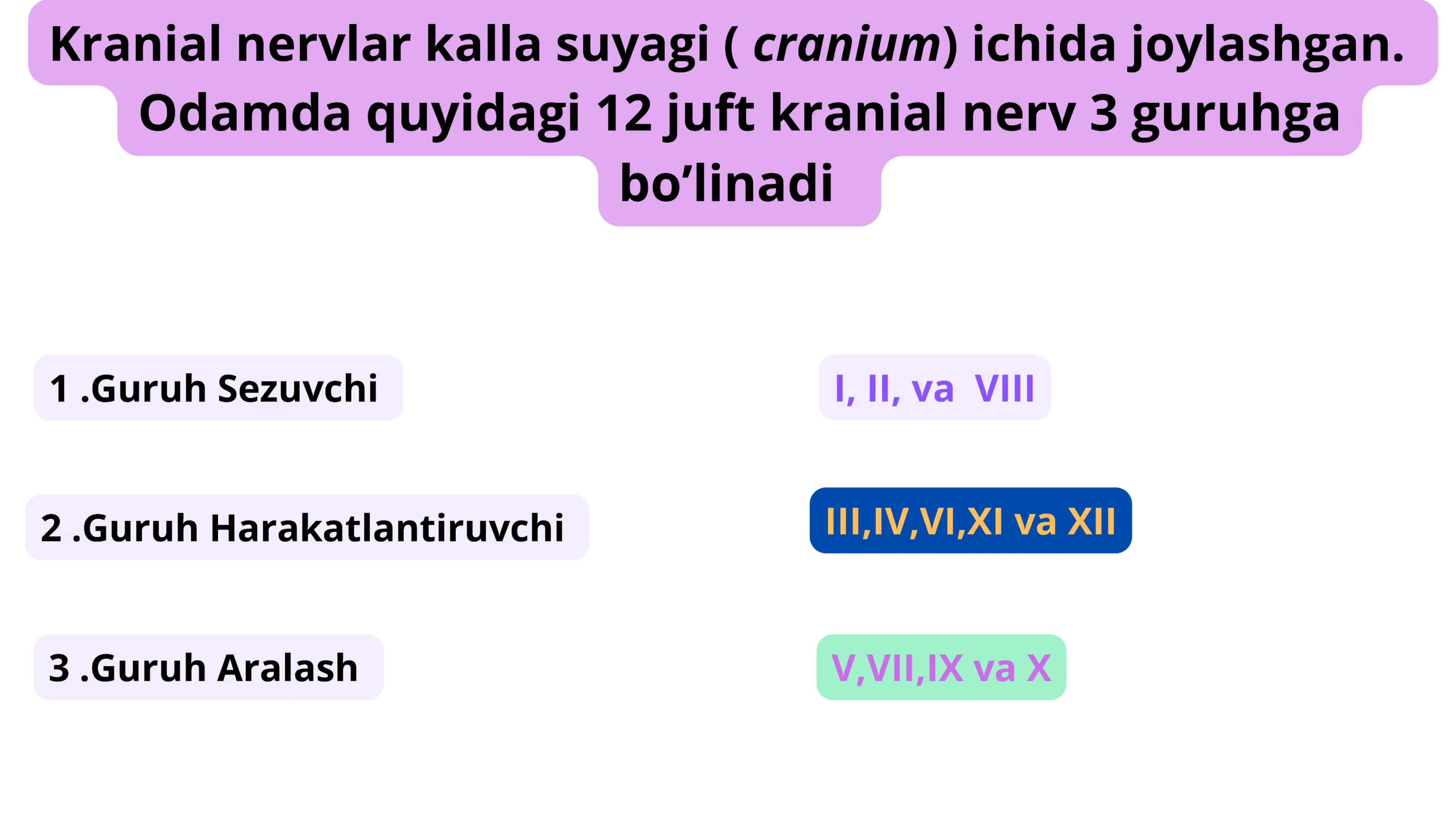 Bosh miya nervlari 2