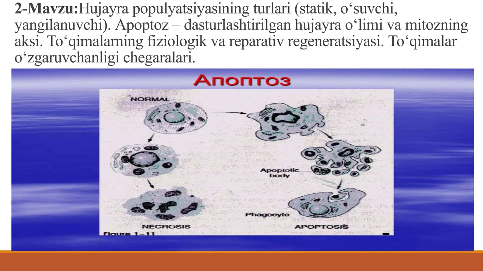 Hujayra populyatsiyalarining turlari: statik, o‘suvchi, yangilanuvchi. Apoptoz - dasturlashtirilgan hujayra o‘limi va mitozning aksi. To‘qimalarning fiziologik va reparative regeneratsiyasi.To‘qimalar o‘zgaruvchanligi chegaralari 2