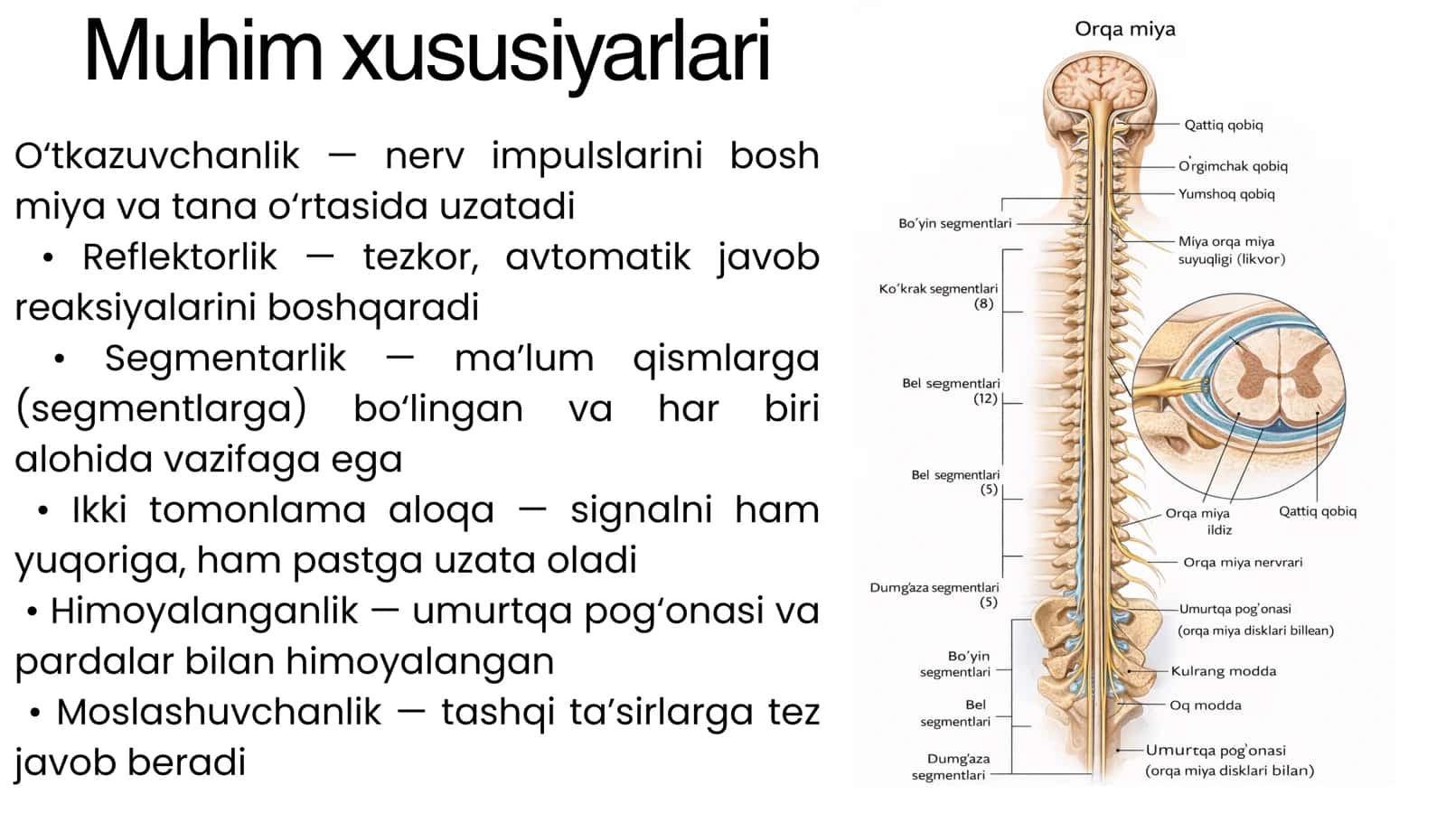 Orqa miya 3