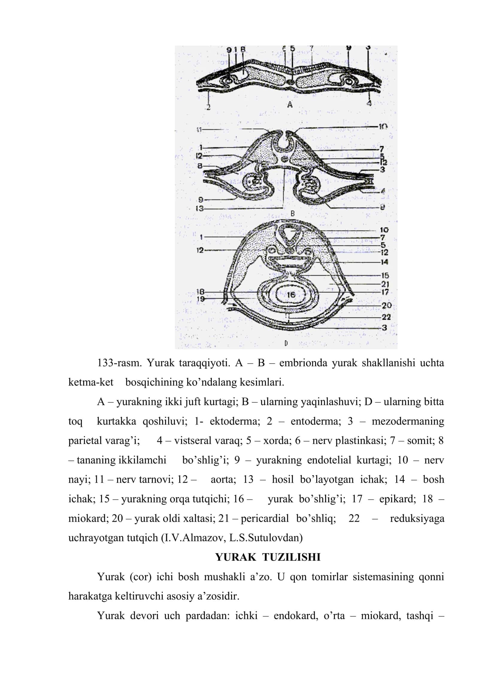 Yurak (cor) 3