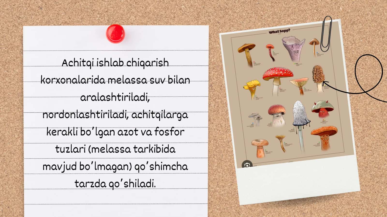 Preslangan novvoylik achitqilari 3