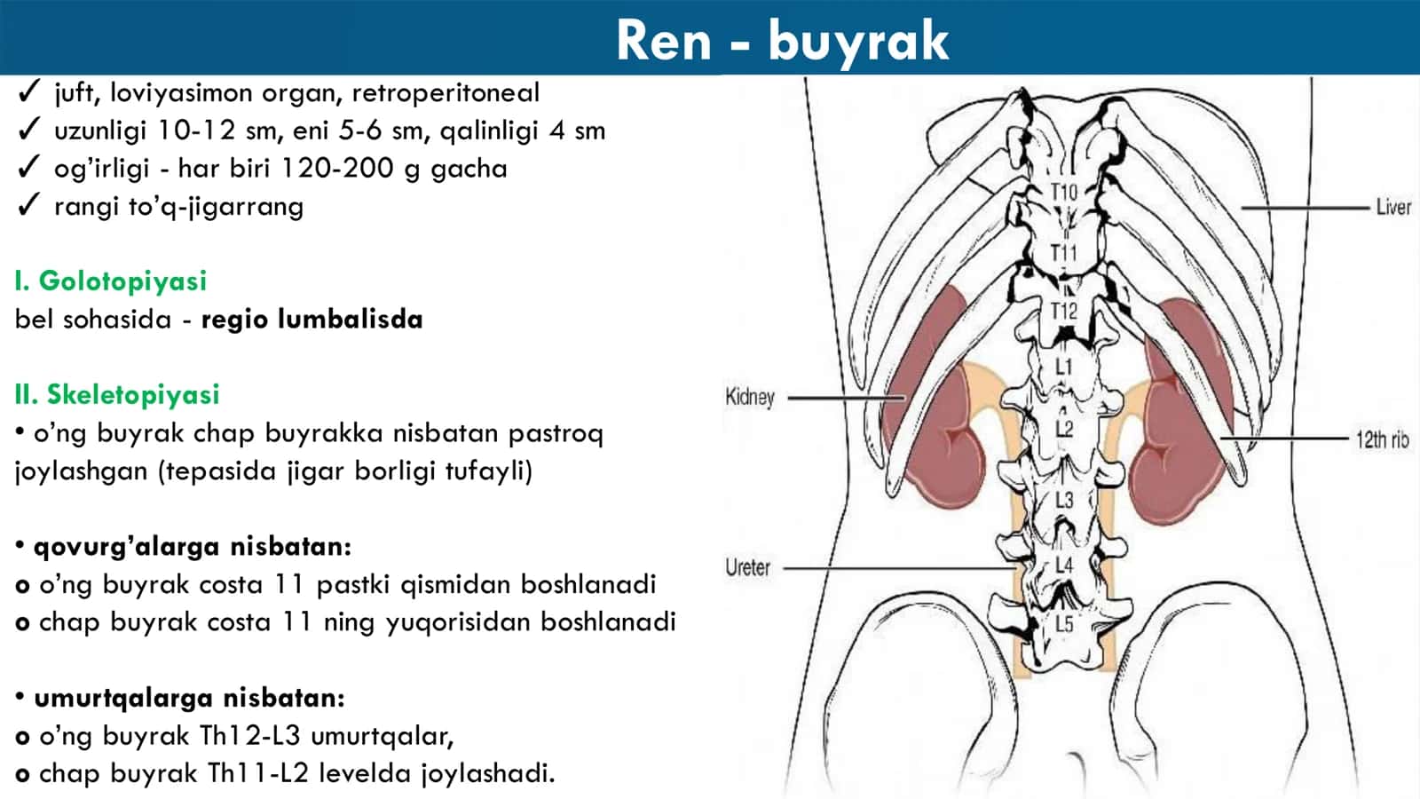 Ayirish Sistemasi Anatomiyasi 3