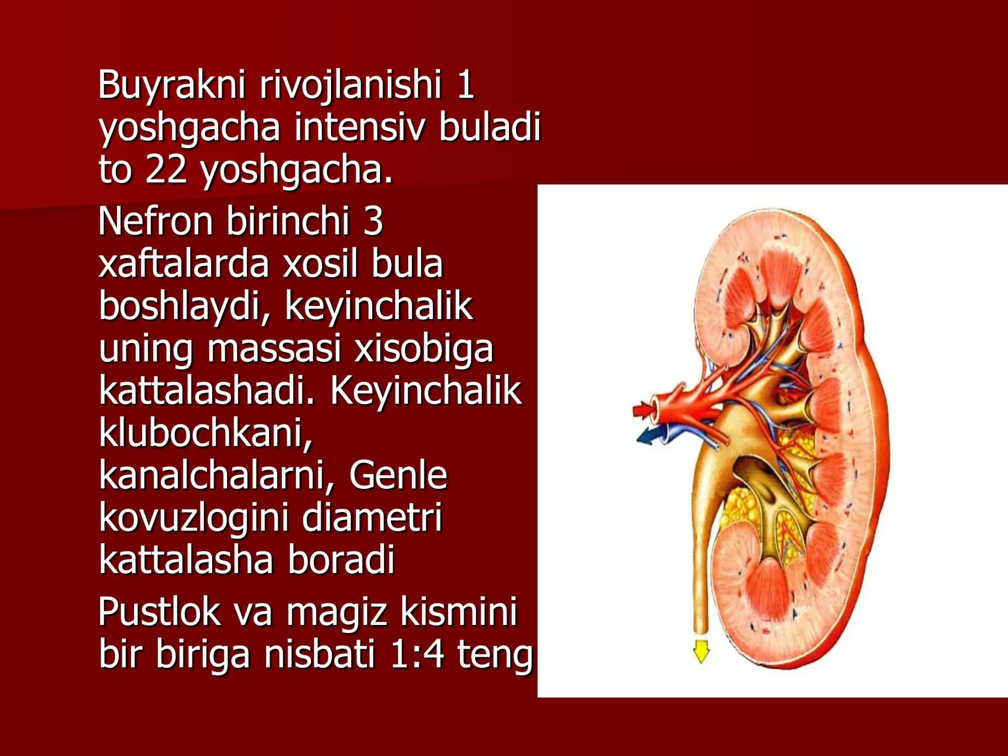 Siydik ajratish sistemasini АFX va zararlanish semiotikasi 3
