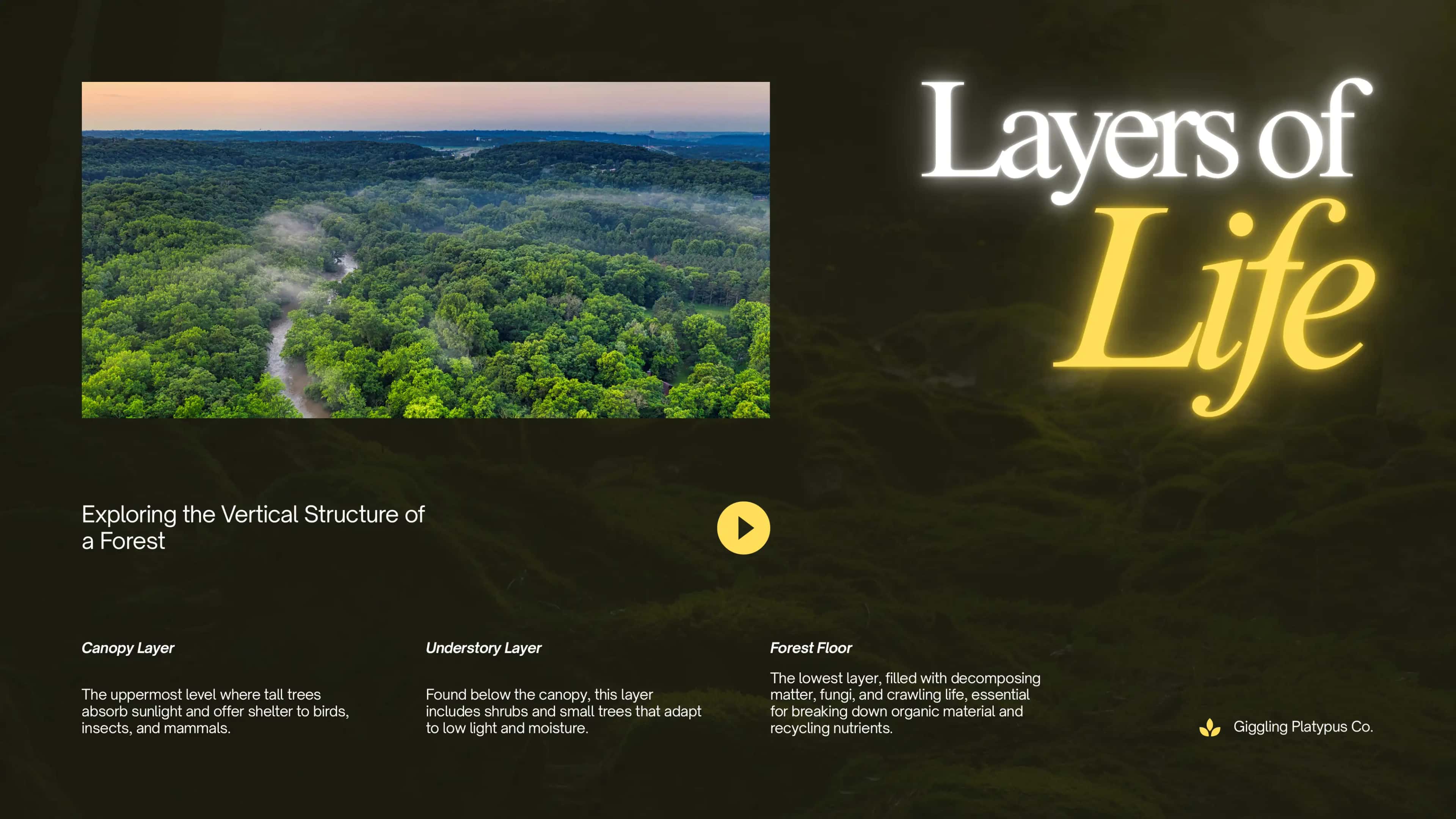 Understanding the Living System We Call Forest 3
