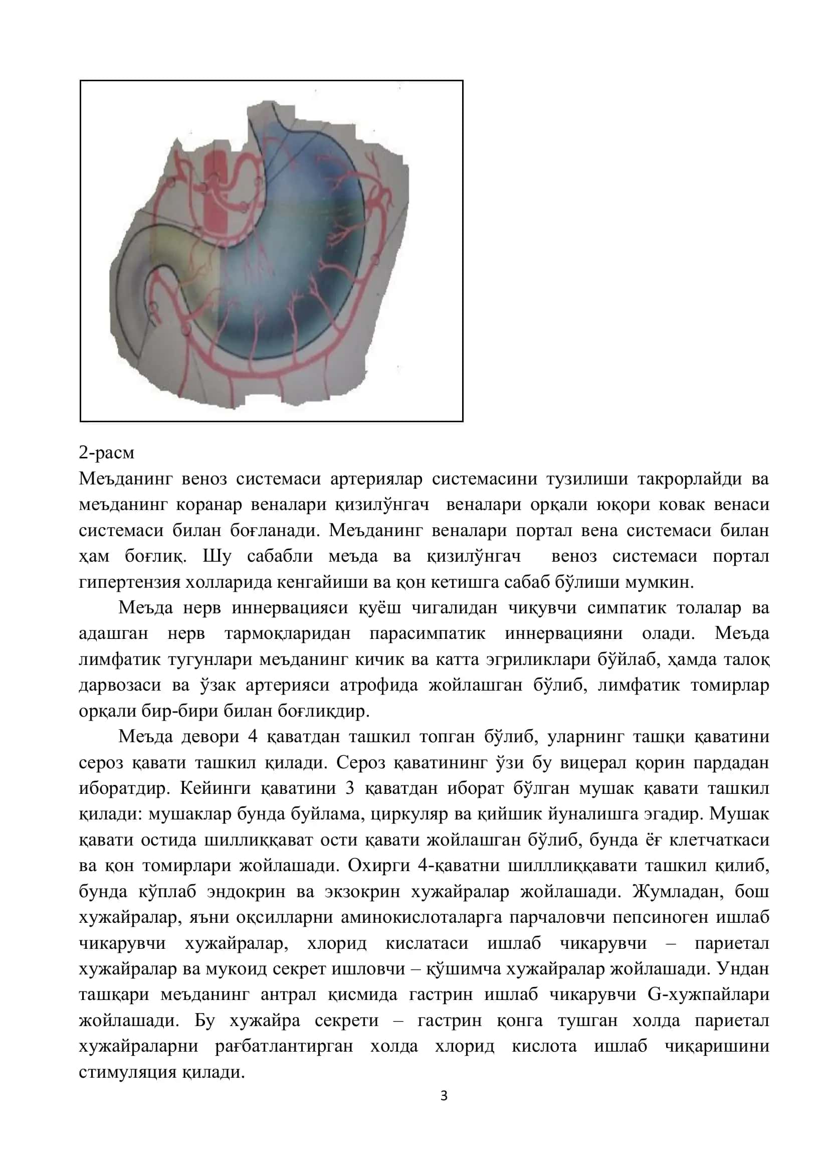 Меъда ва ўн икки бармоқ ичак топаграфо-анатомияси ва физиологияси 3