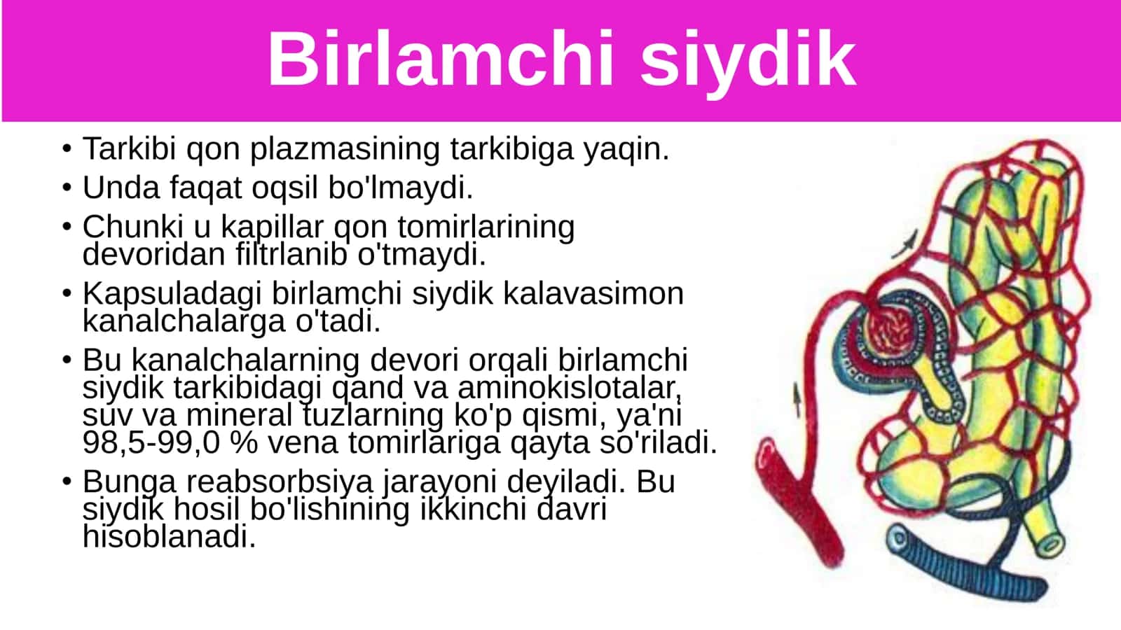8-Sinf Biologiya: “Siydik Ajratish Organlarining Funksiyasi” Taqdimot 3