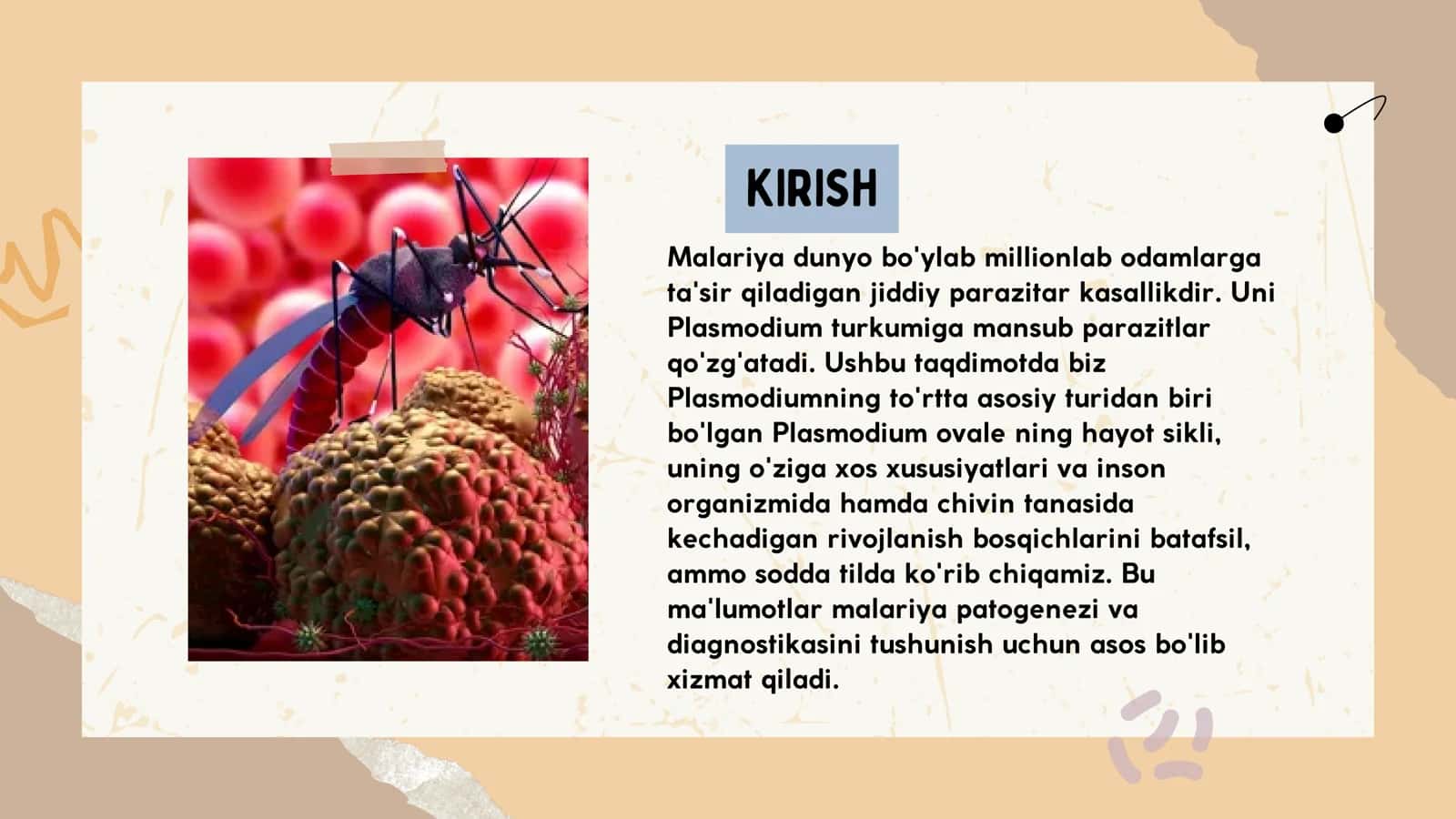 Plasmodium Ovale 3