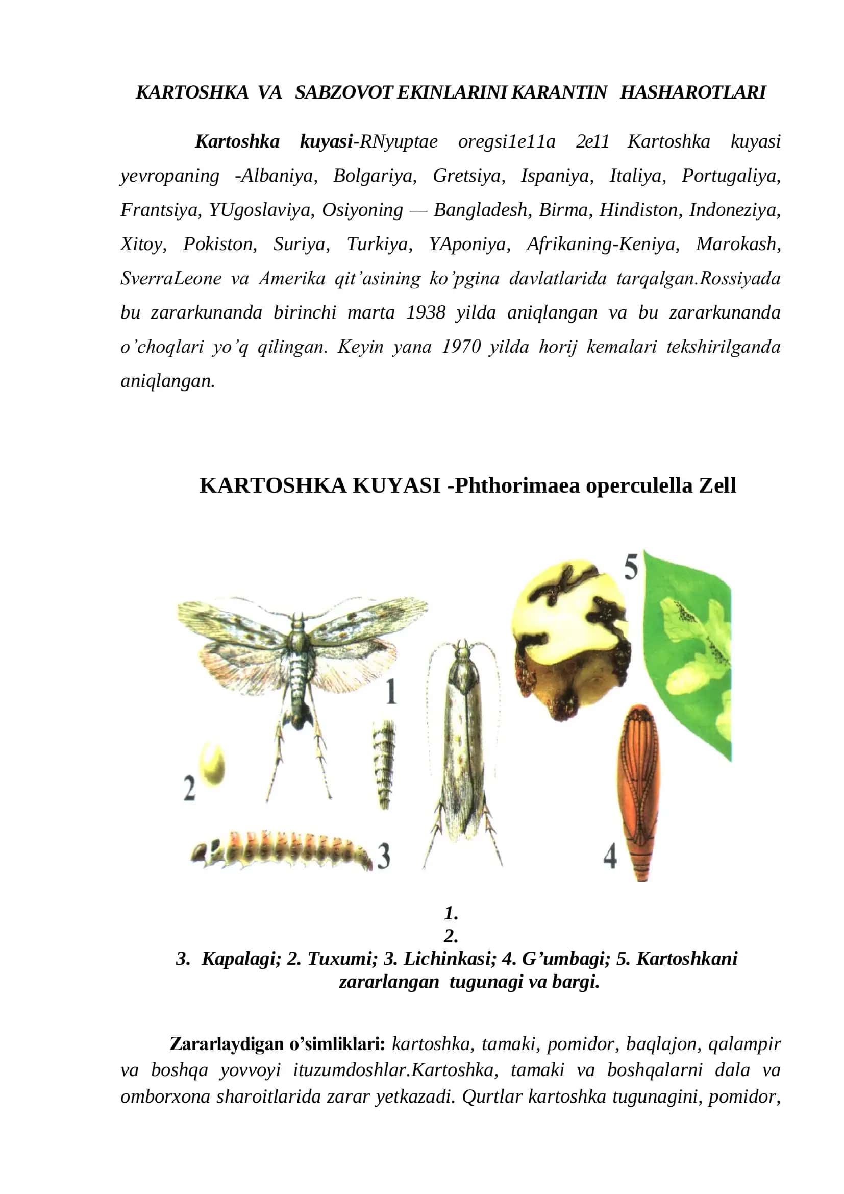 KARTOSHKA VA SABZOVOT EKINLARINI KARANTIN HASHAROTLARI 3