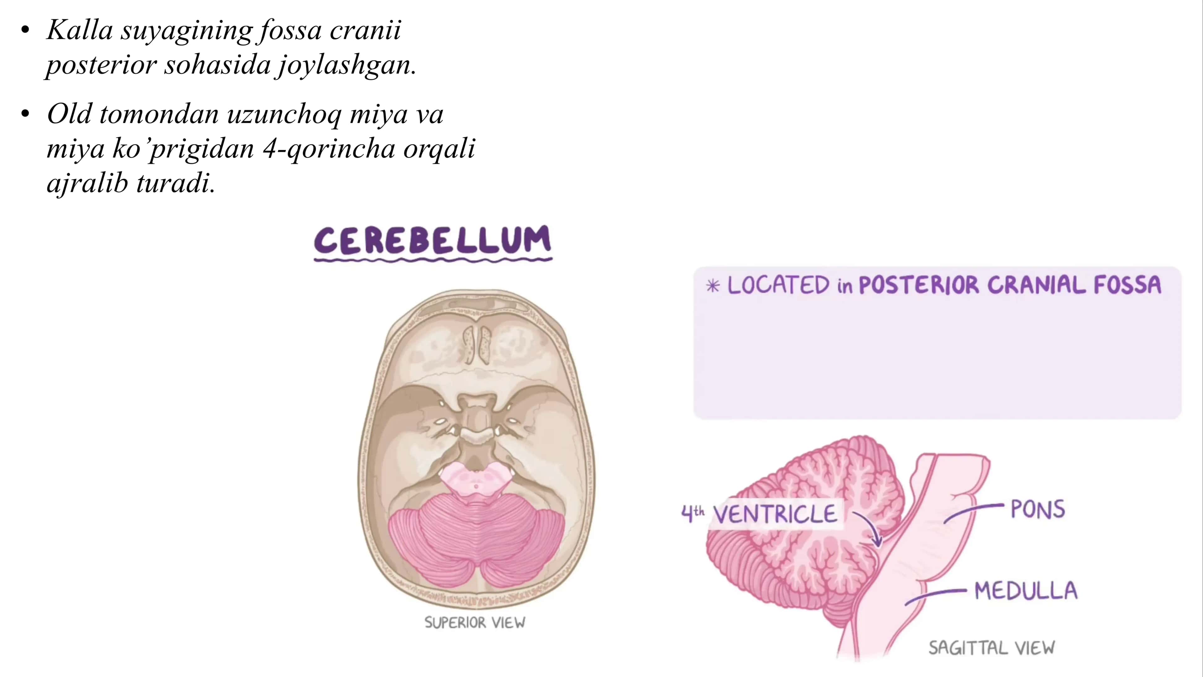 Neuroanatomy 3