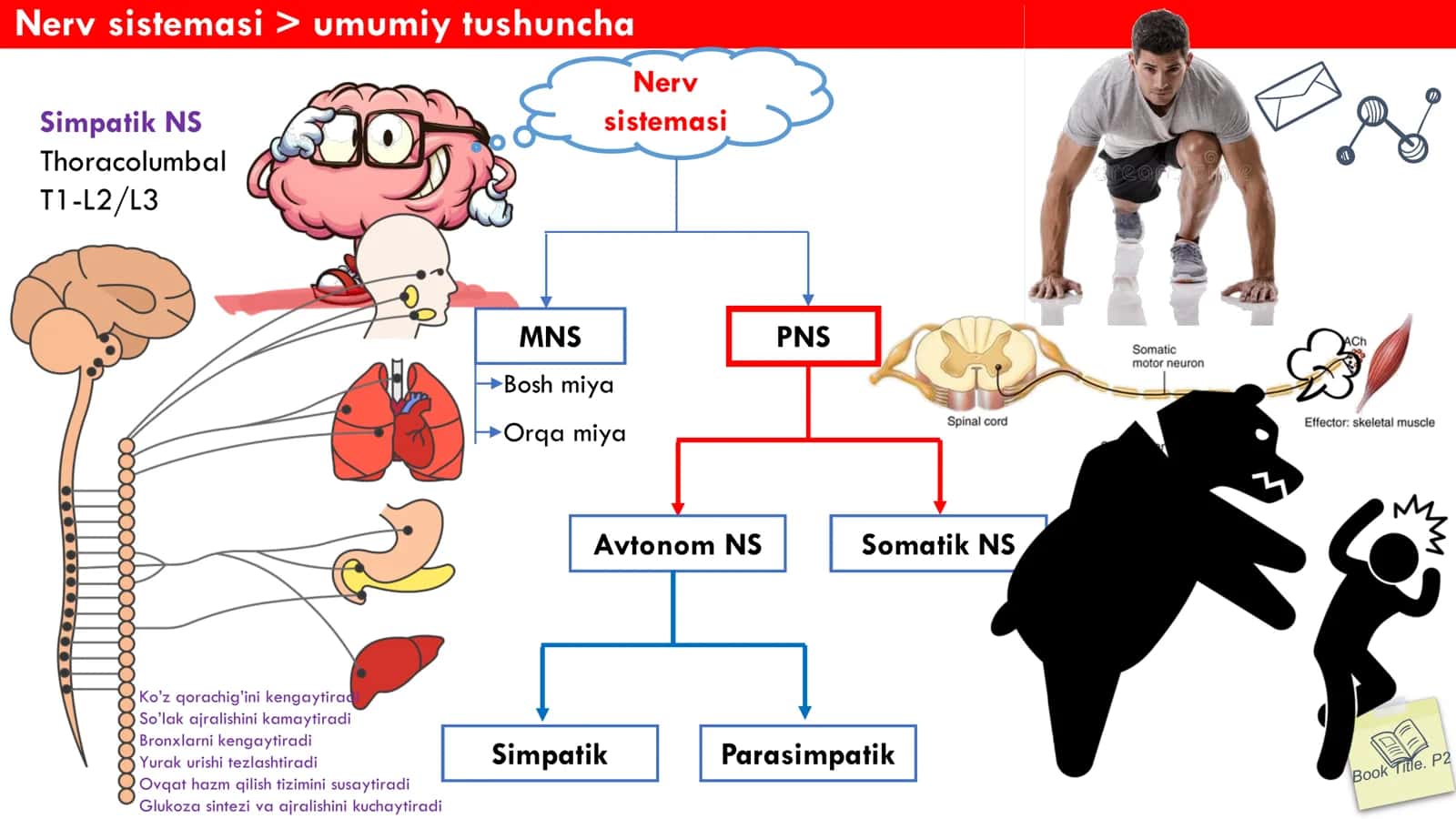 Nerv Sistemasi Anatomiyasi 3