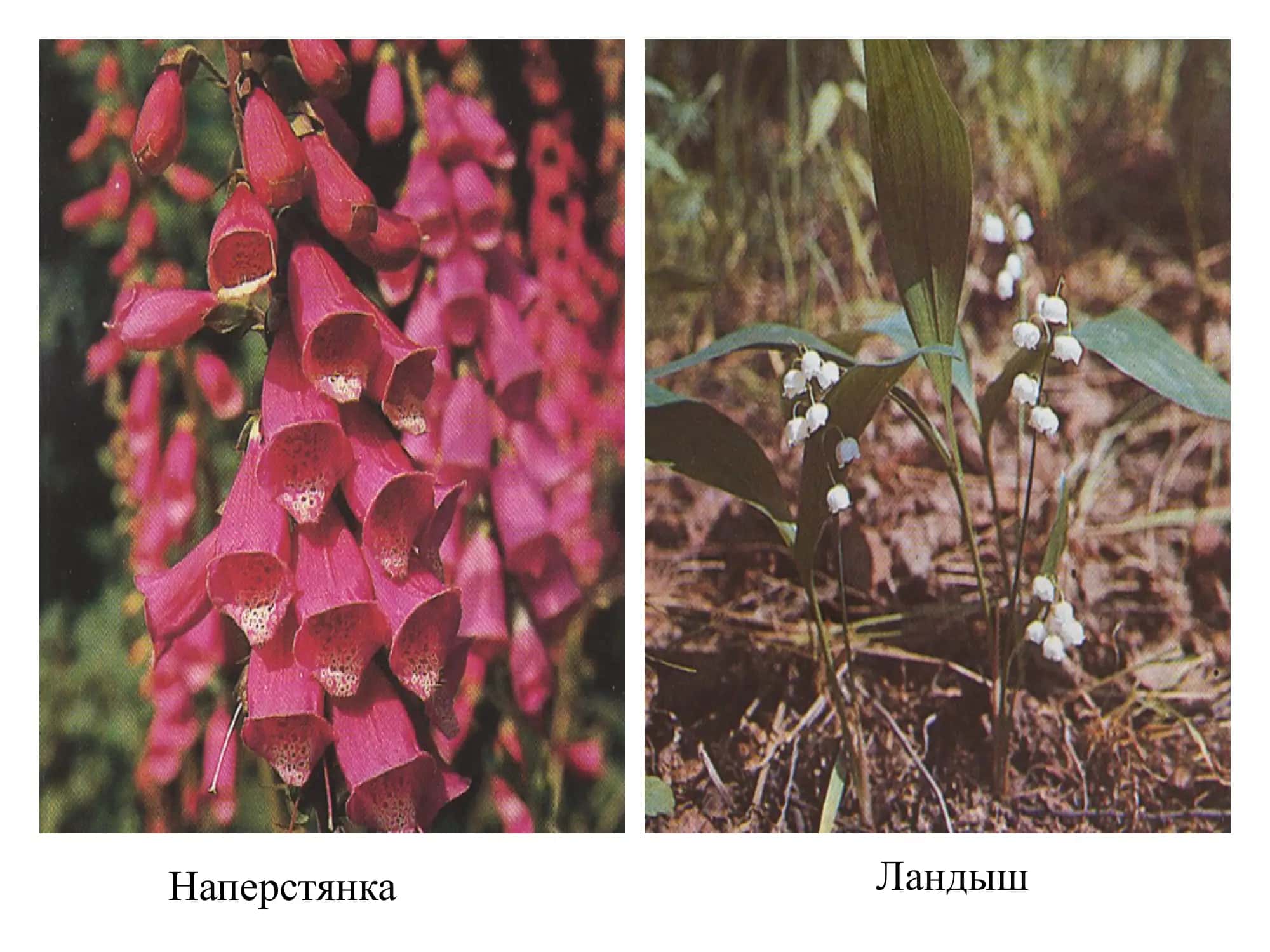 Фармакология 3