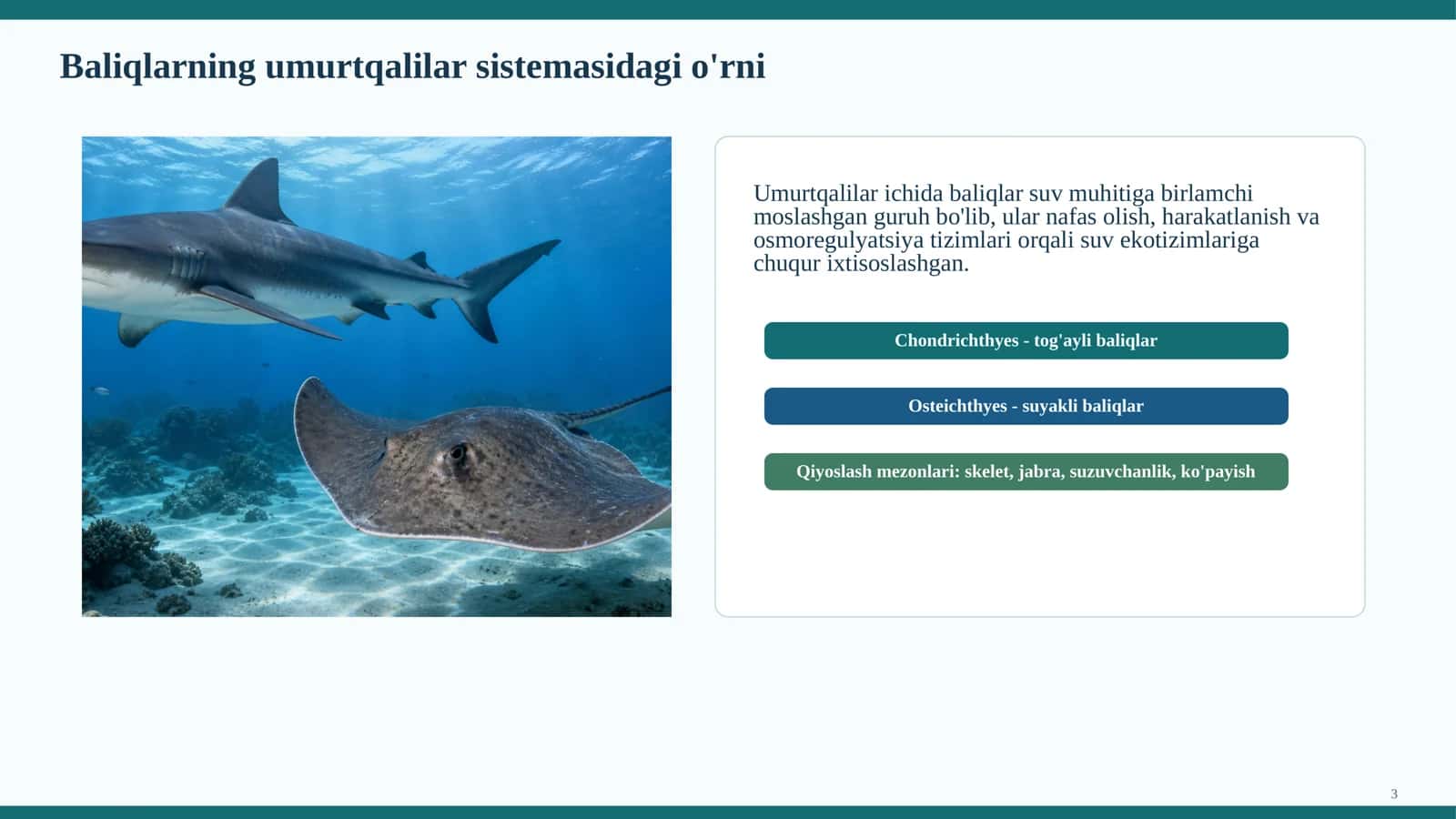 Baliq anatomiyasi va fiziologiyasi 3