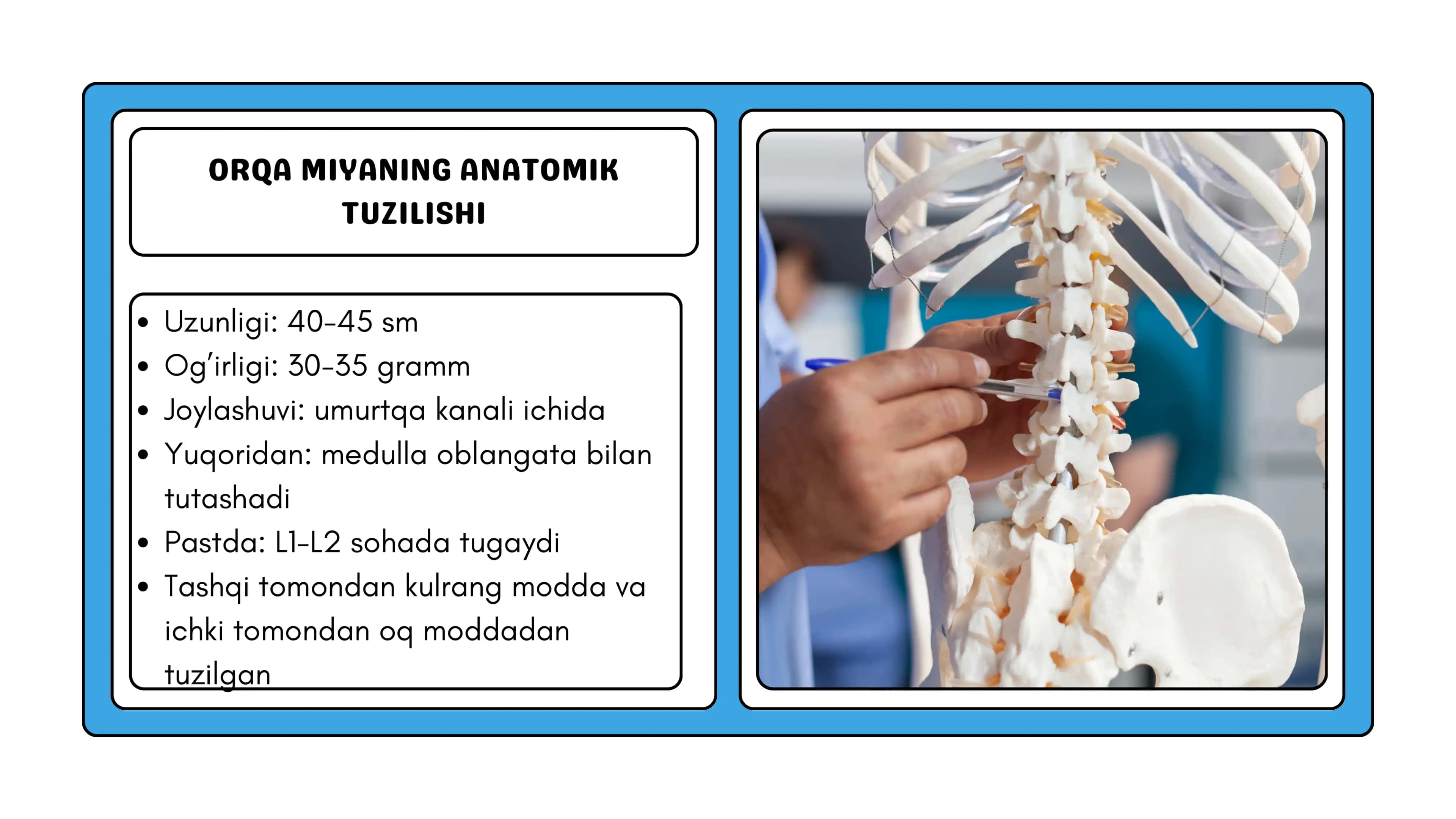 Orqa miyaning Reflektor va O‘tkazuvchi Yo‘l Faoliyati 3