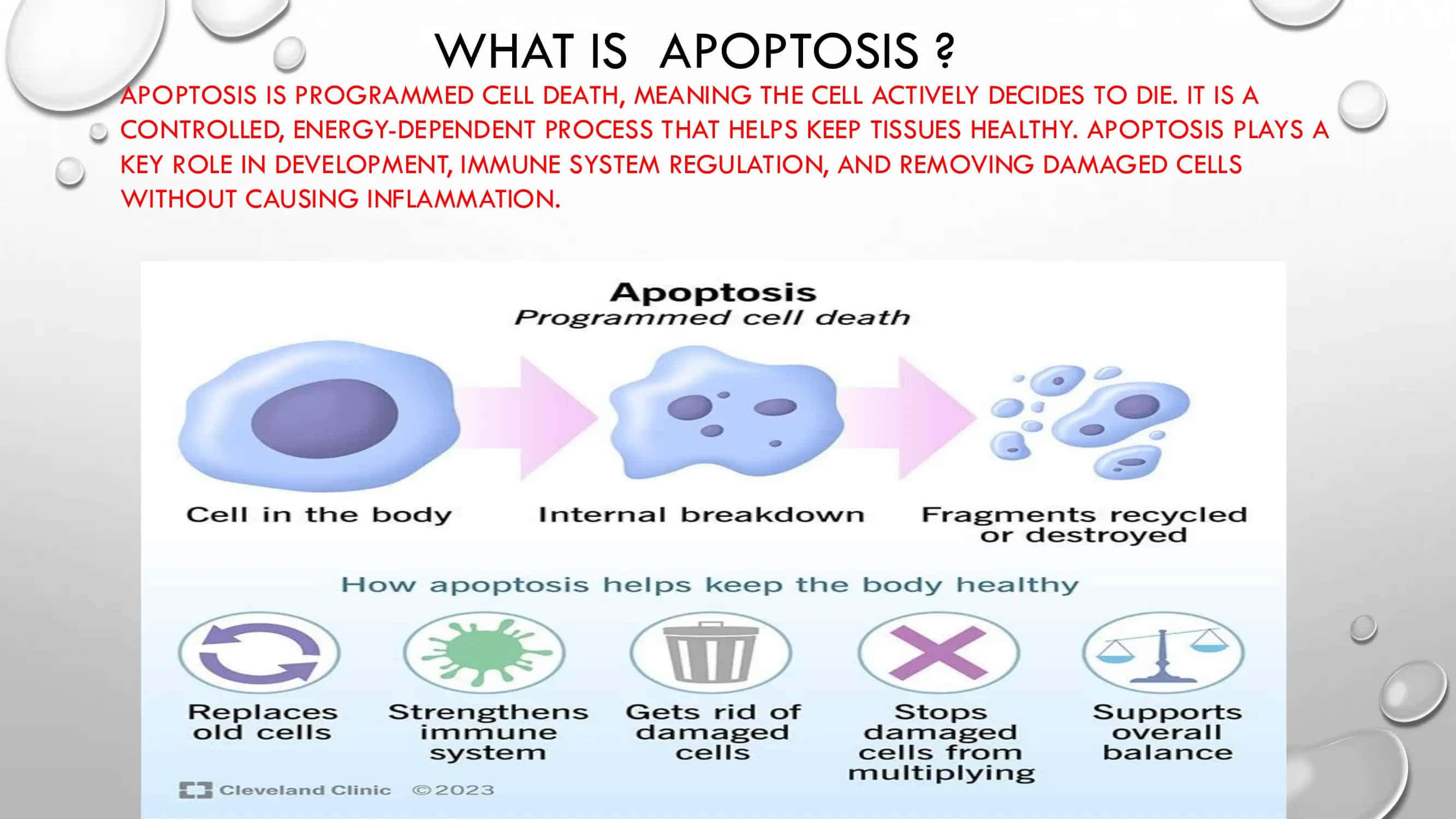 APOPTOSIS. NECROSIS. CLINICAL-MORPHOLOGICAL FORMS 3