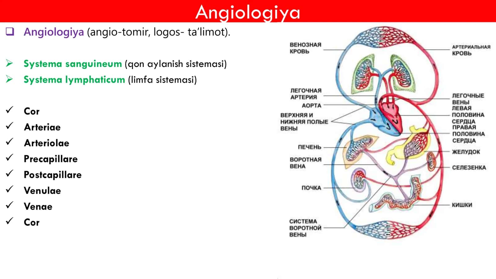 Angiologiya 1 qism 3