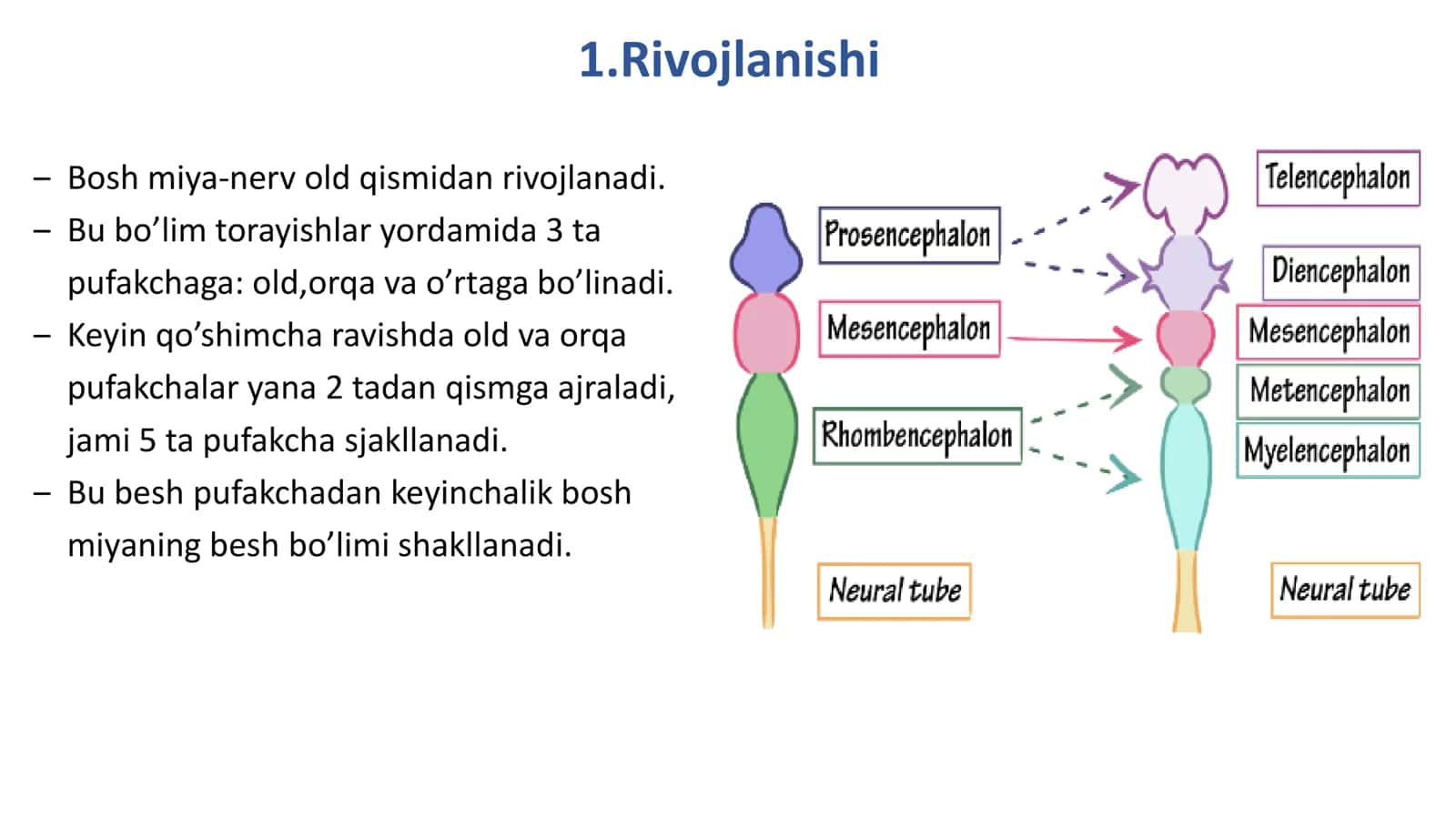 Bosh miya gistologiyasi 3