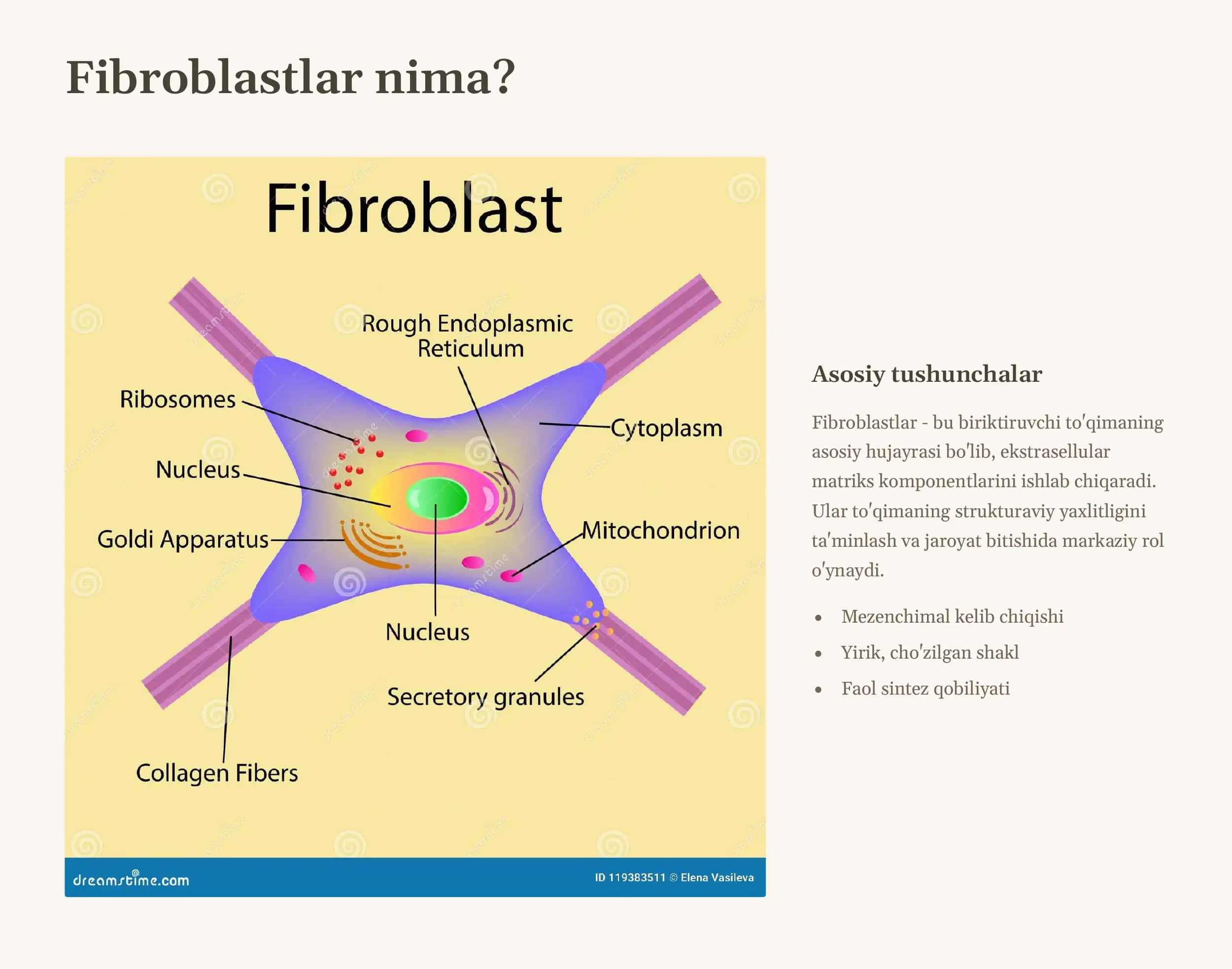 Fibroblastlarning jaroyatning bitishi va chandiq hosil bo'lishidagi roli 3