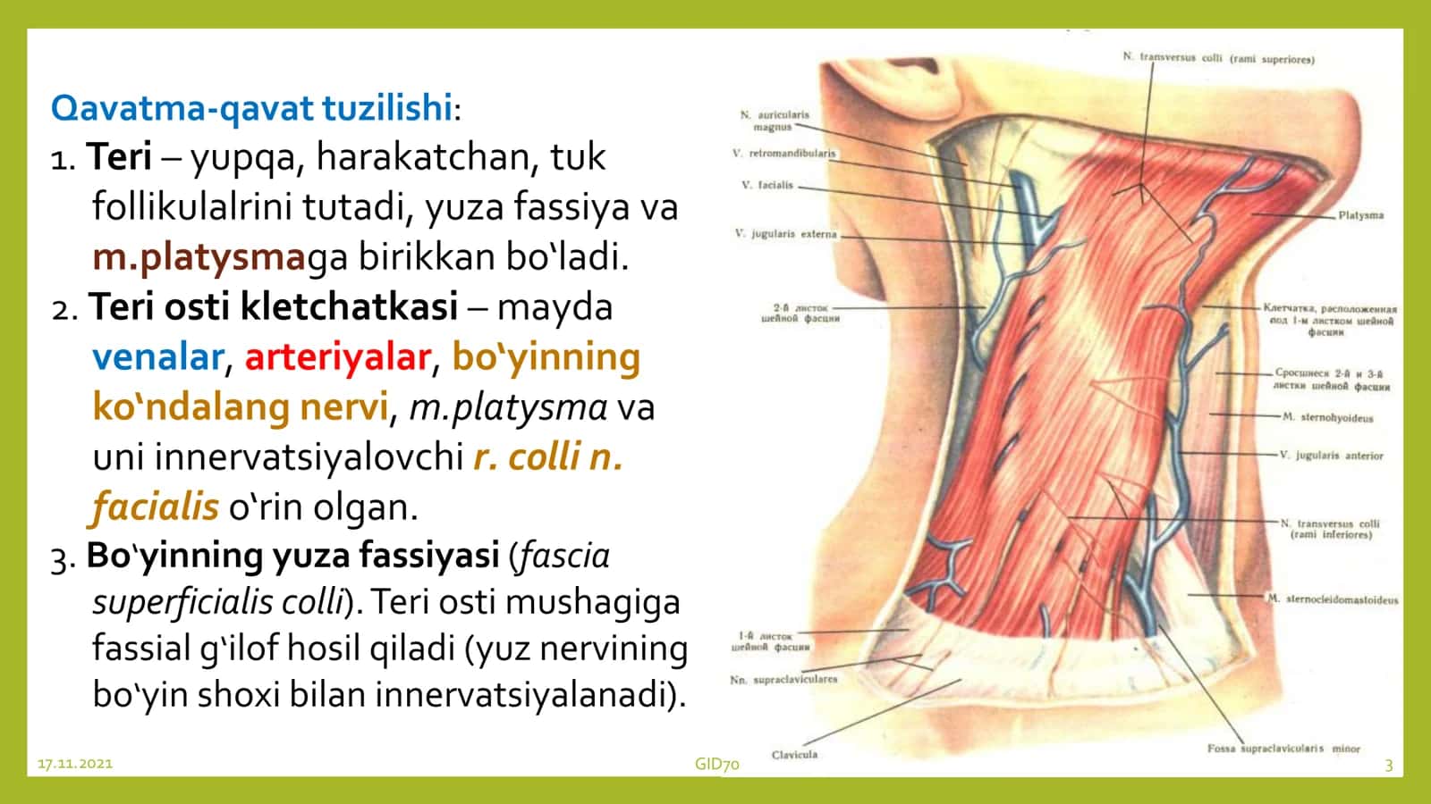 Toshkent tibbiyot akademiyasi Anatomiya 3