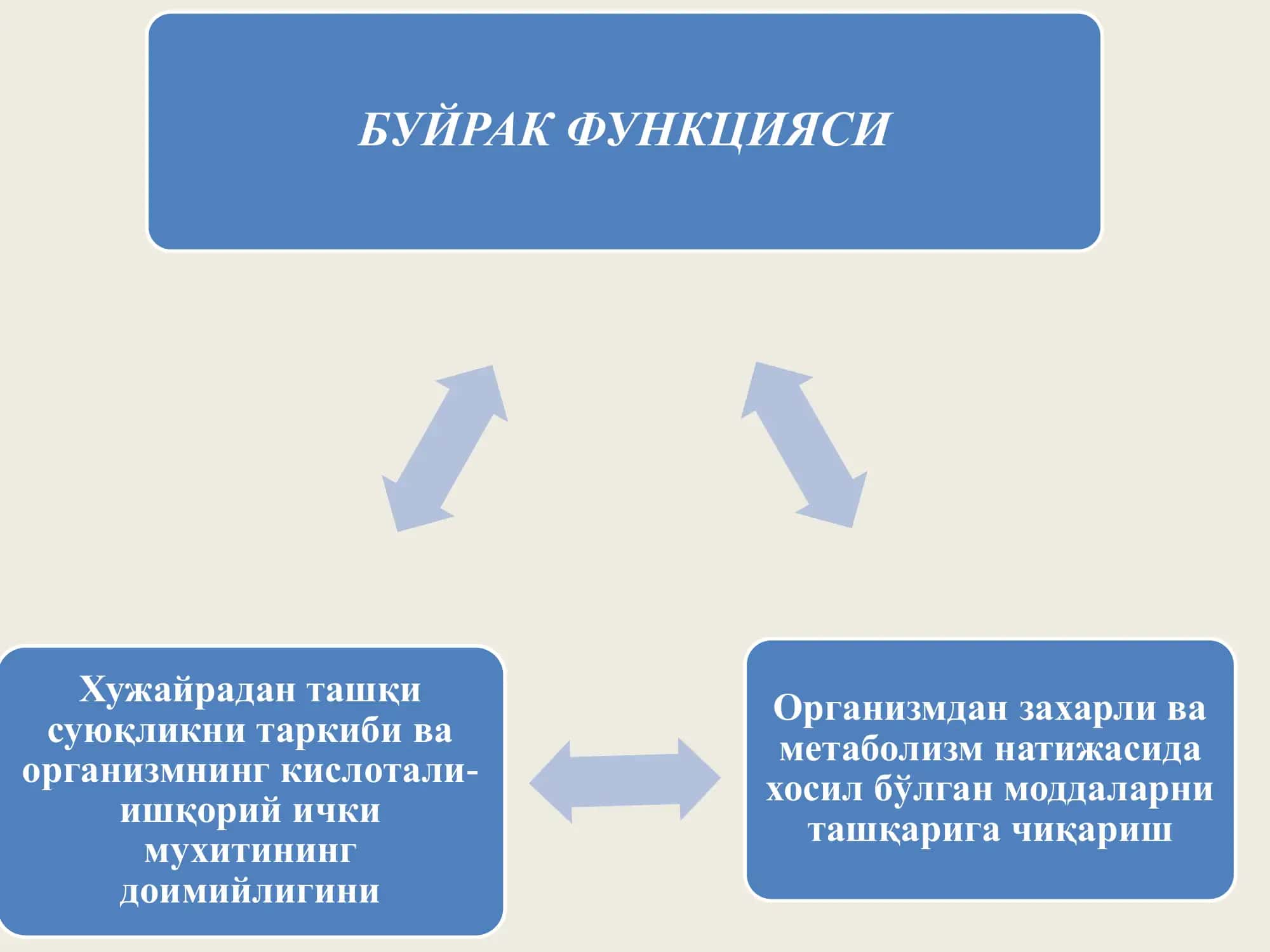 Сийдик аъзоларининг анатомо-физиологик хусусиятлари ва жарохатланиш синдромлари 3